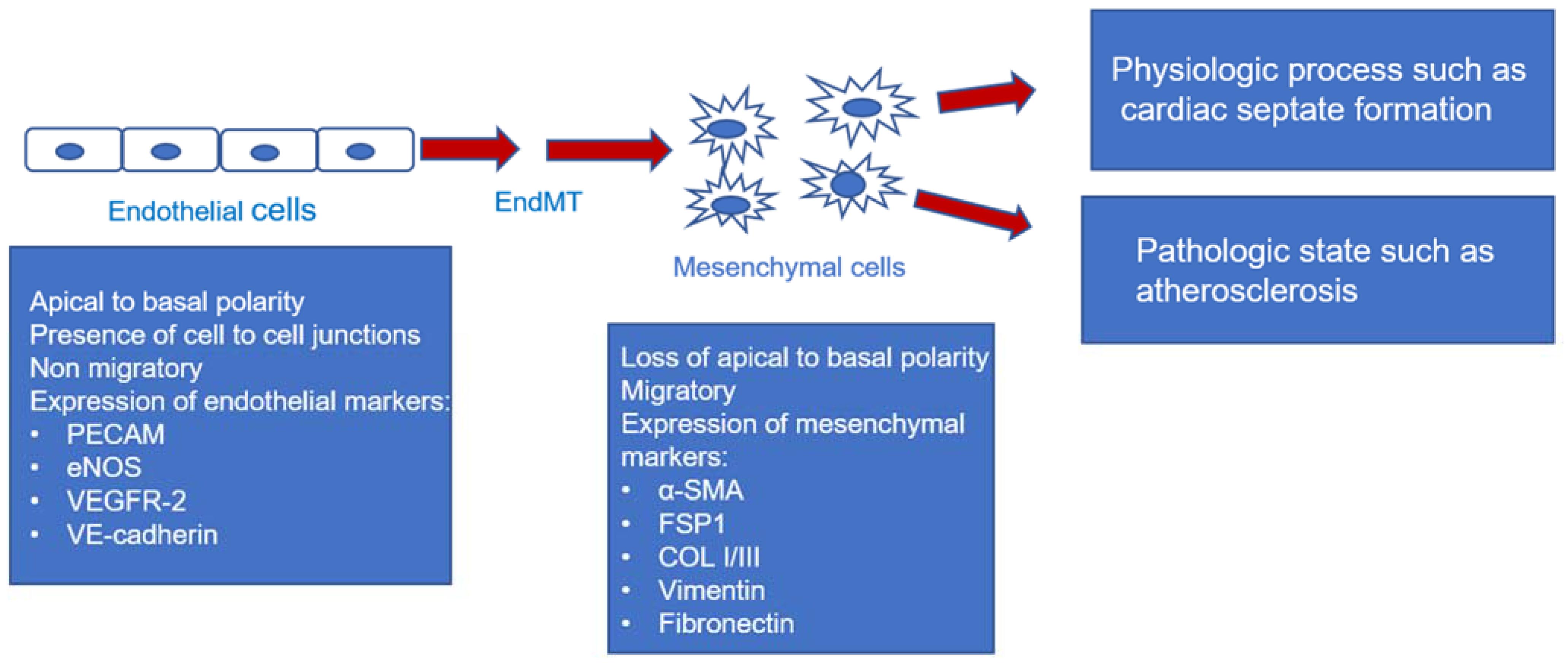 IJTM | Free Full-Text | The Contribution of Endothelial 