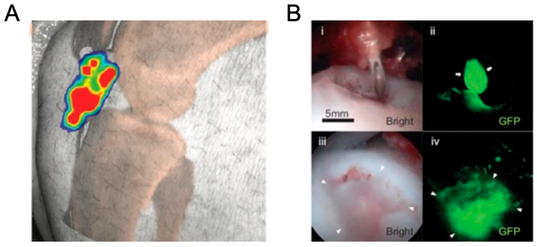 Ijtm 04 00039 g003 Ijtm 04 00039 g003