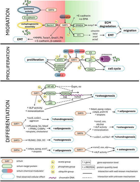 Sirtuins: Emergent Players in Tissue and Organ Regeneration