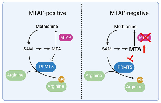 2025特集 Exploiting Synthetic Precision for PRMT5 of Lethality パンツ