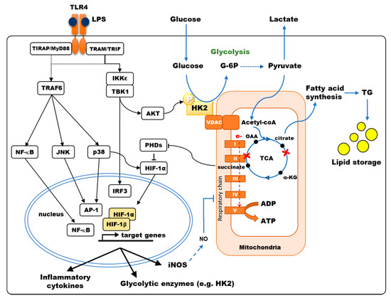 Immuno 01 00001 g002 550