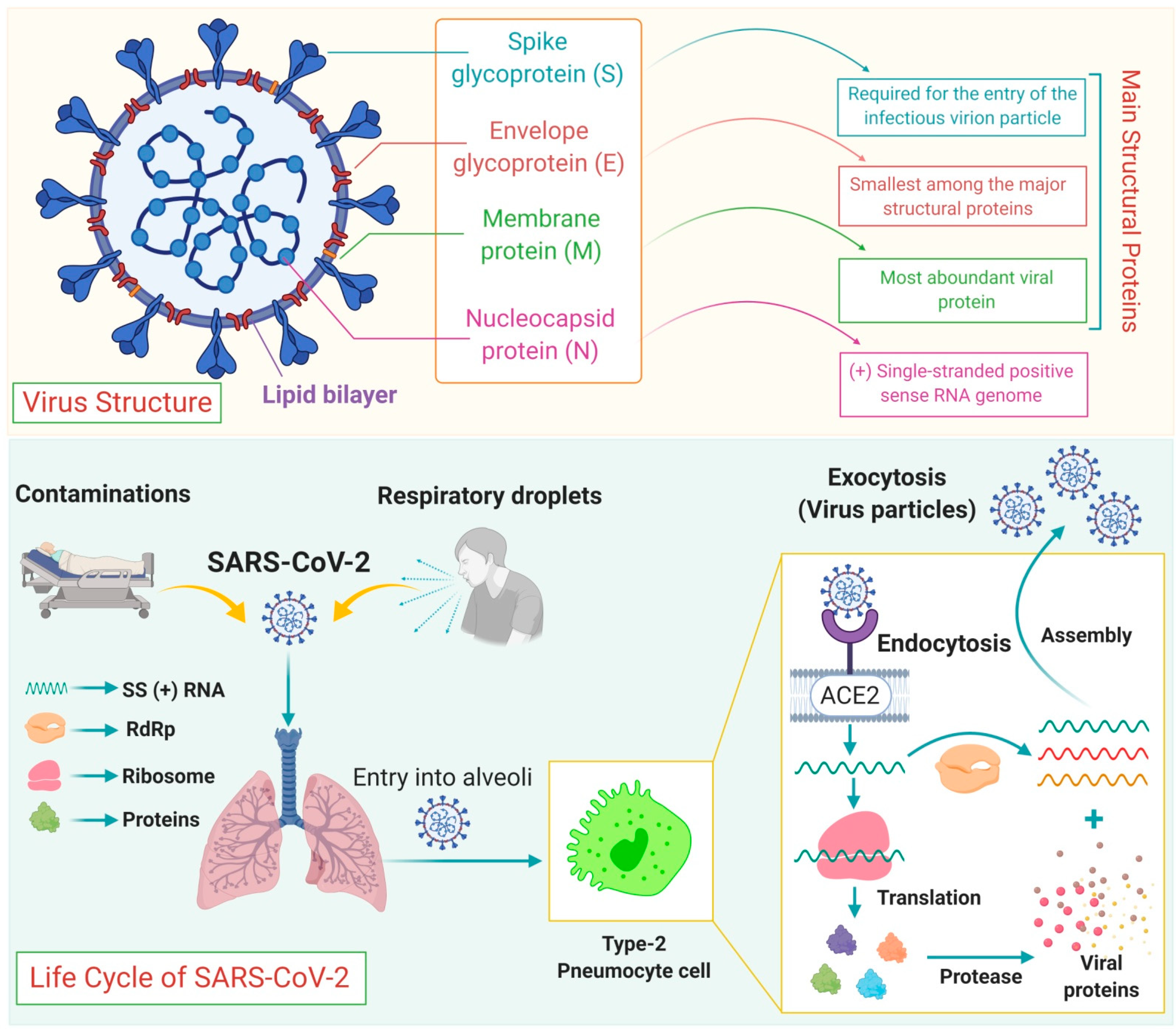 Immuno 01 00004 g002