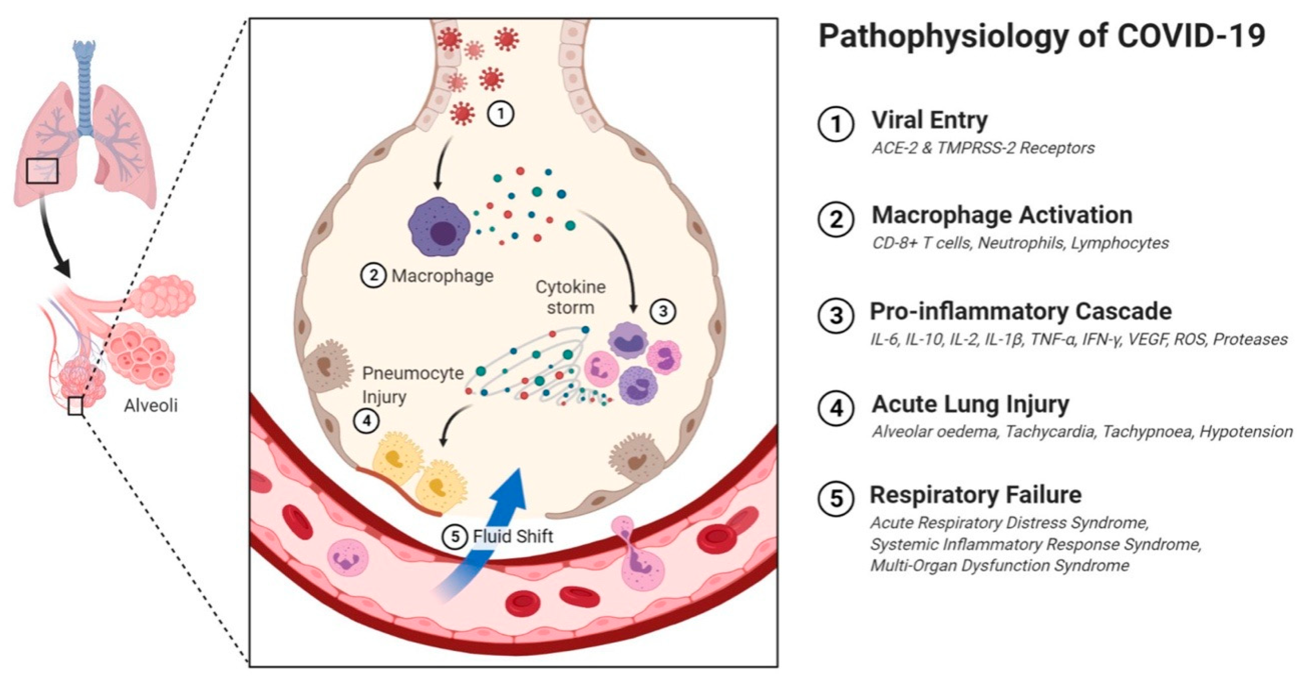 Immuno 01 00004 g003