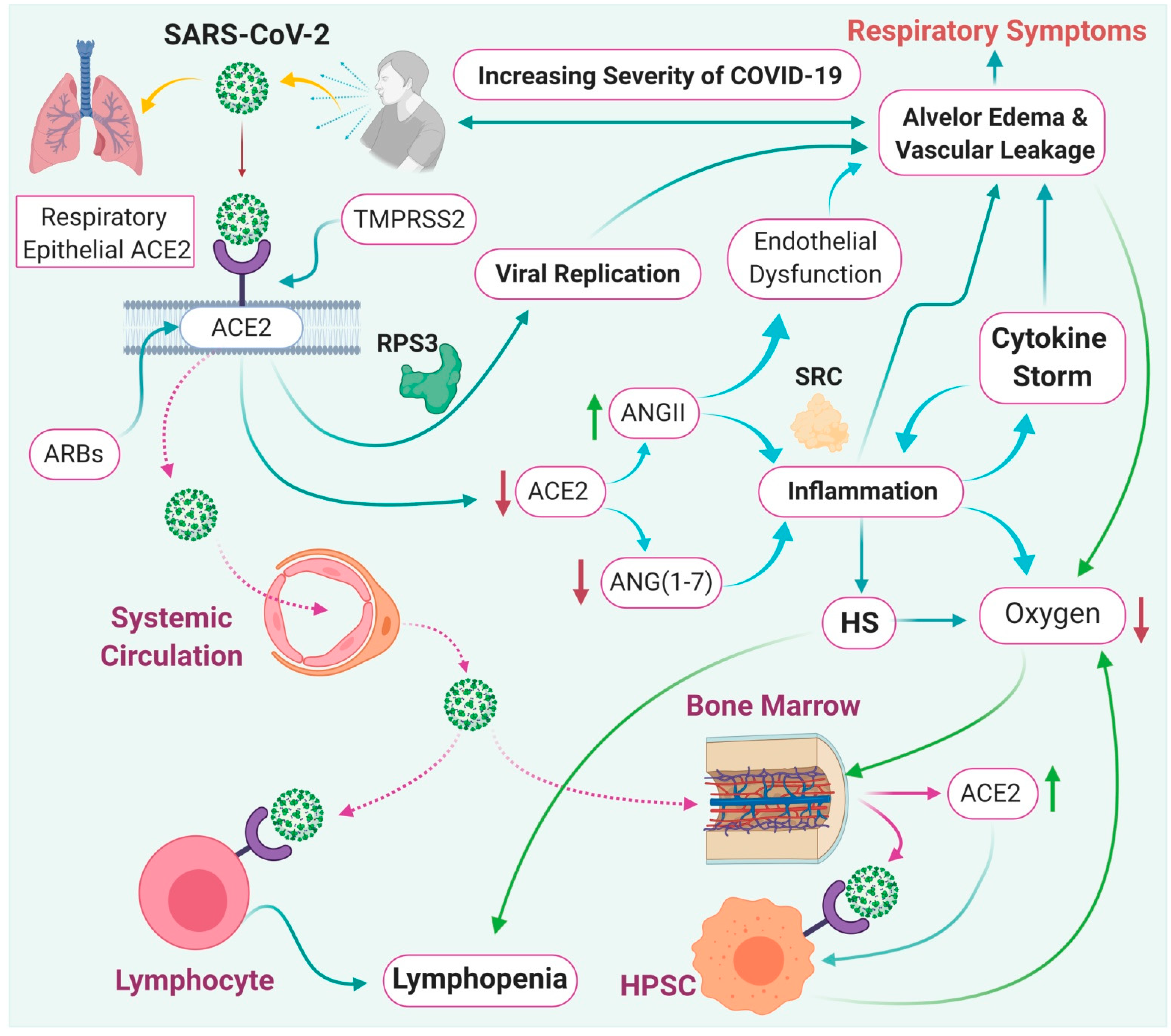 Immuno Free Full Text Current Understanding Of Novel Coronavirus Molecular Pathogenesis Diagnosis And Treatment Approaches Html