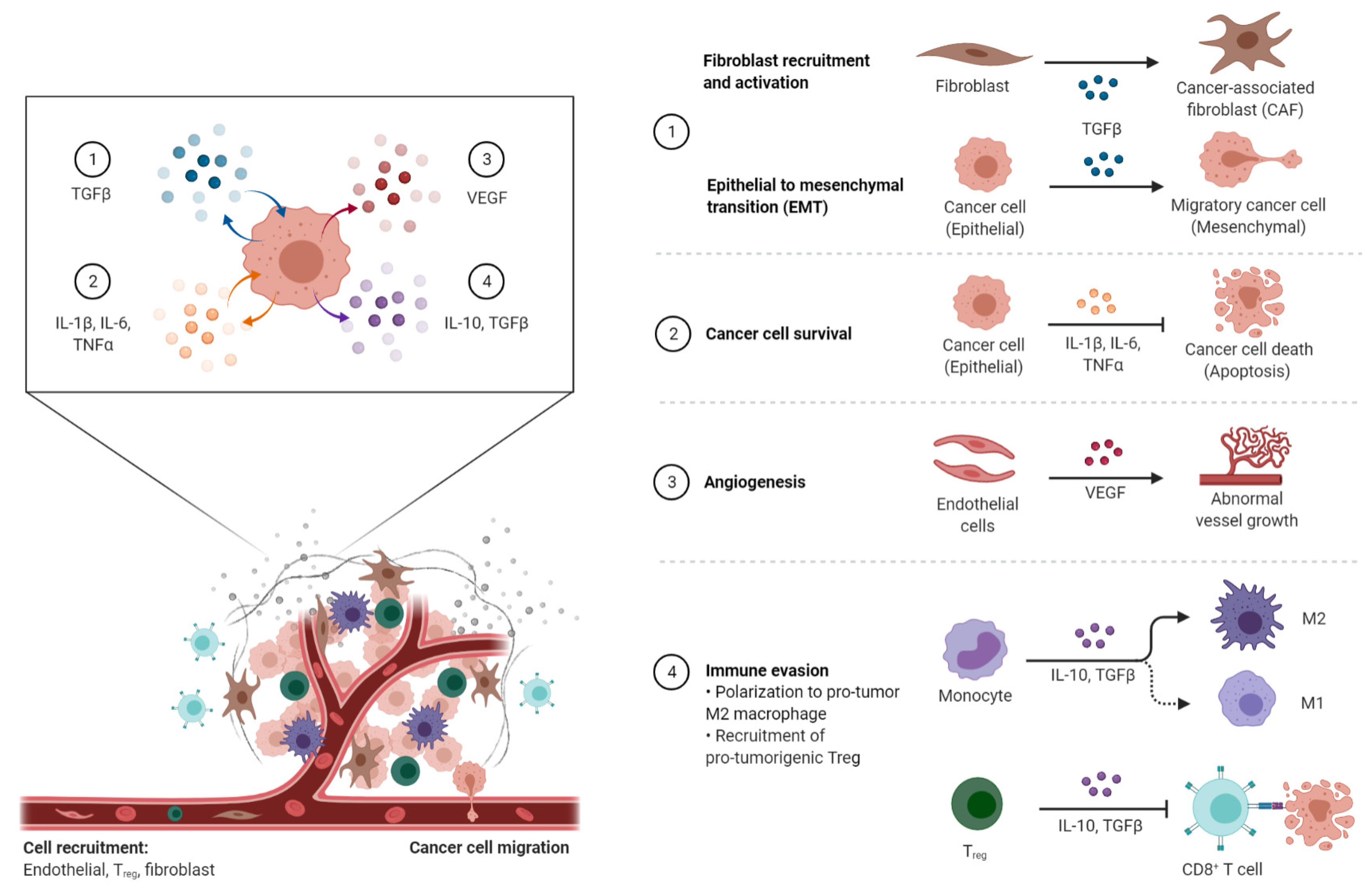 Immuno 01 00007 g001