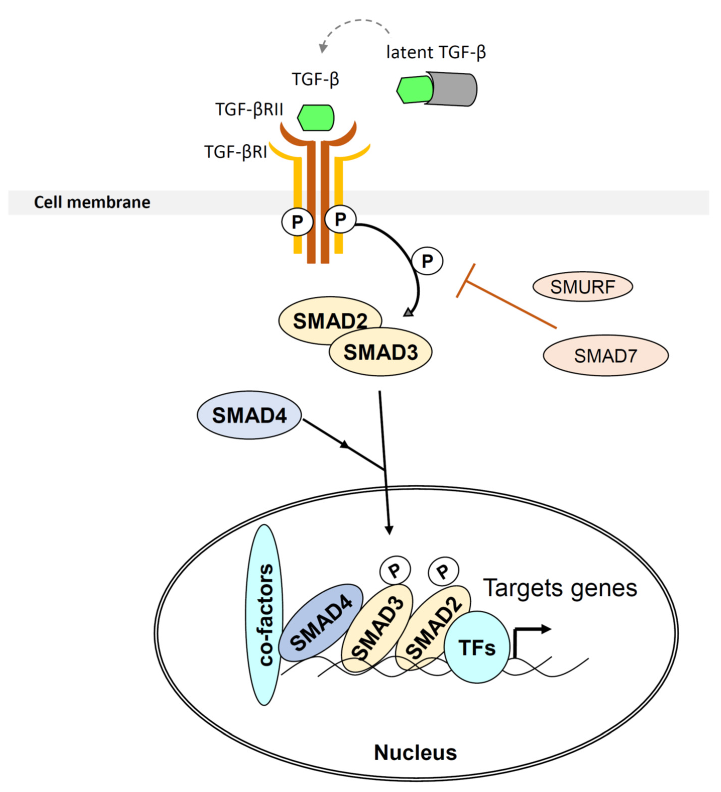 Immuno 01 00010 g002