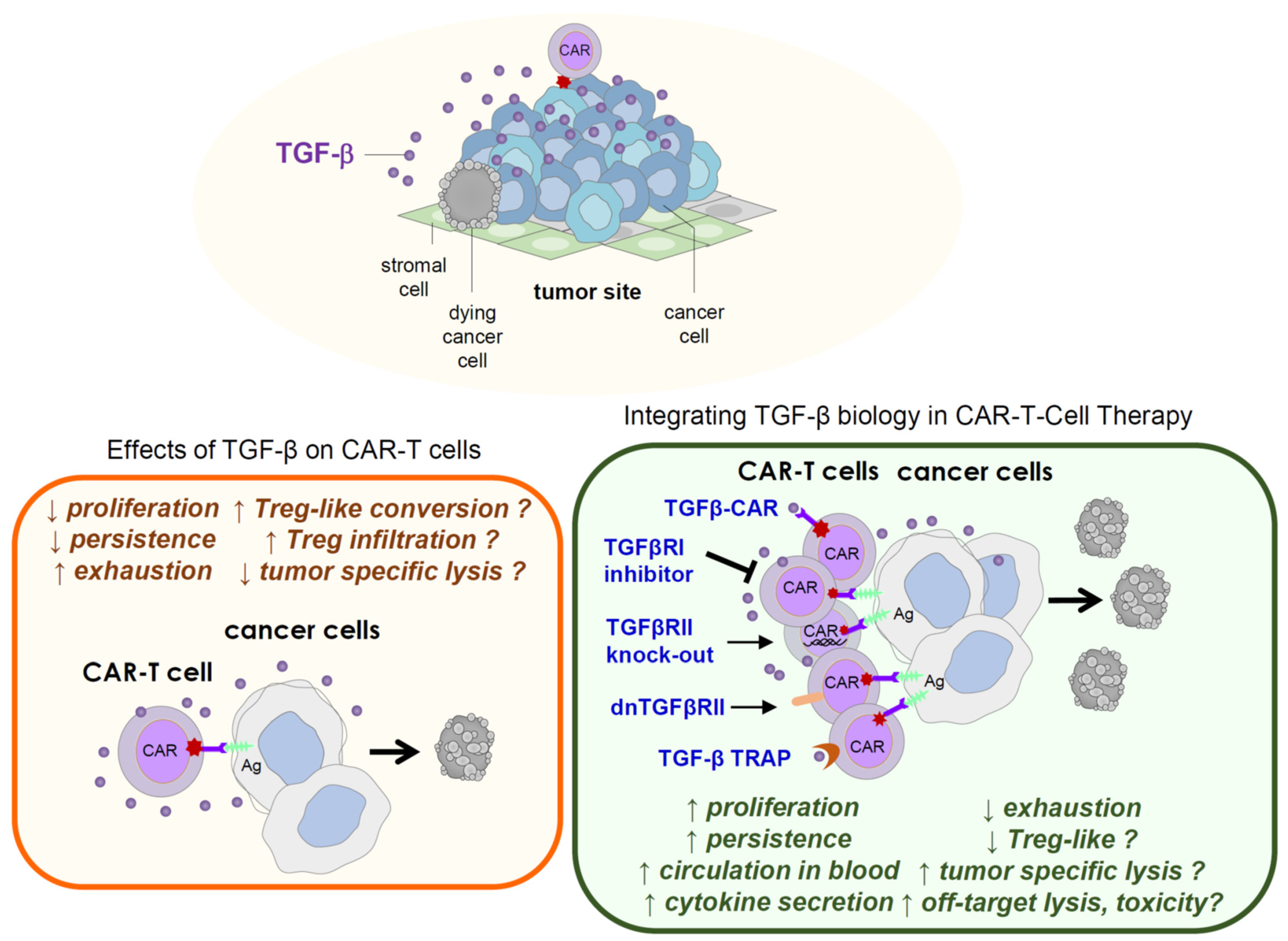 Immuno 01 00010 g003