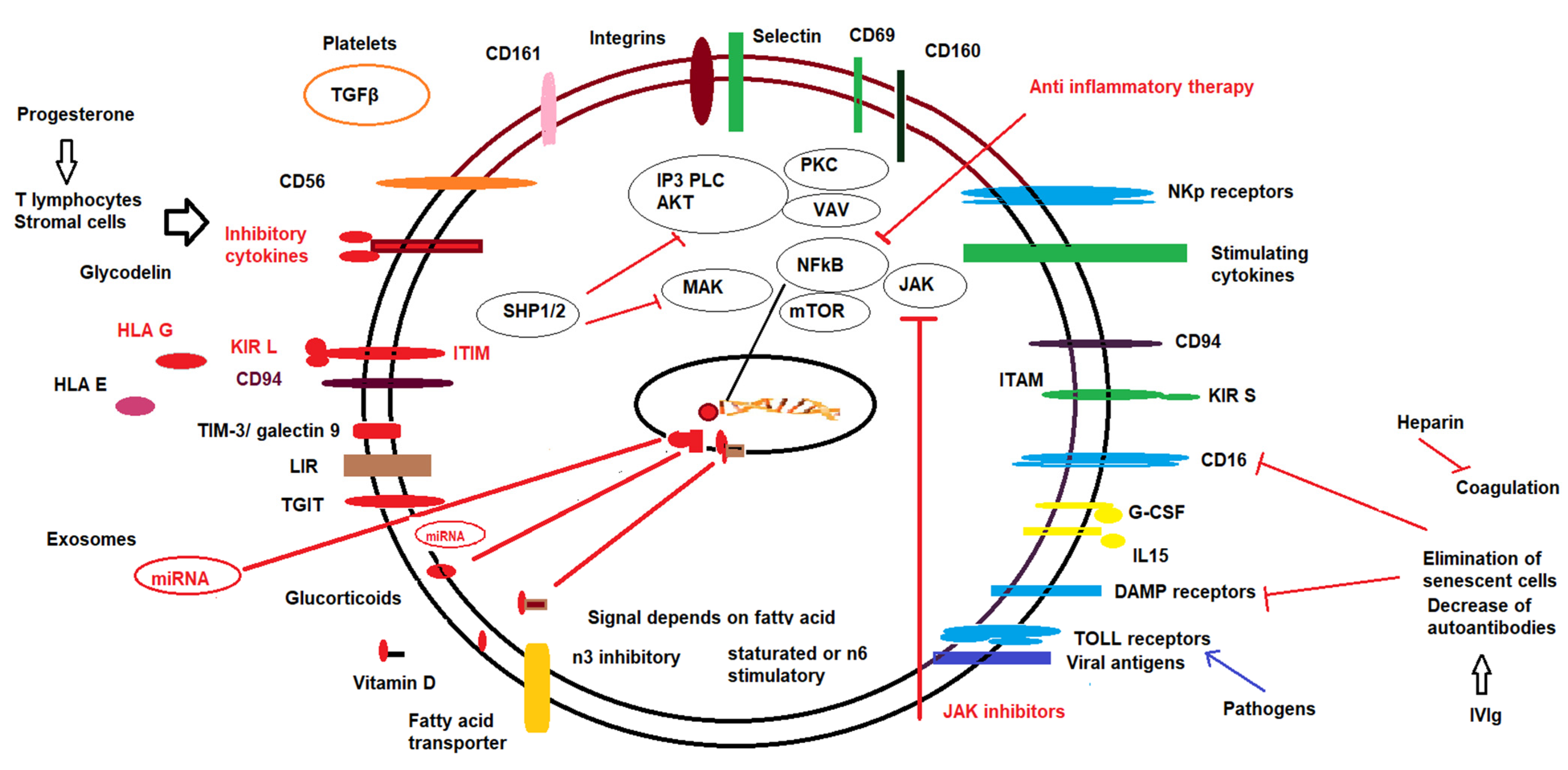 Immuno Free Full Text A Brief Analysis Of Tissue Resident Nk Cells In Pregnancy And Endometrial Diseases The Importance Of Pharmacologic Modulation Html Immuno Free Full Text A Brief Analysis Of Tissue Resident Nk Cells In Pregnancy And Endometrial Diseases The Importance Of Pharmacologic Modulation Html