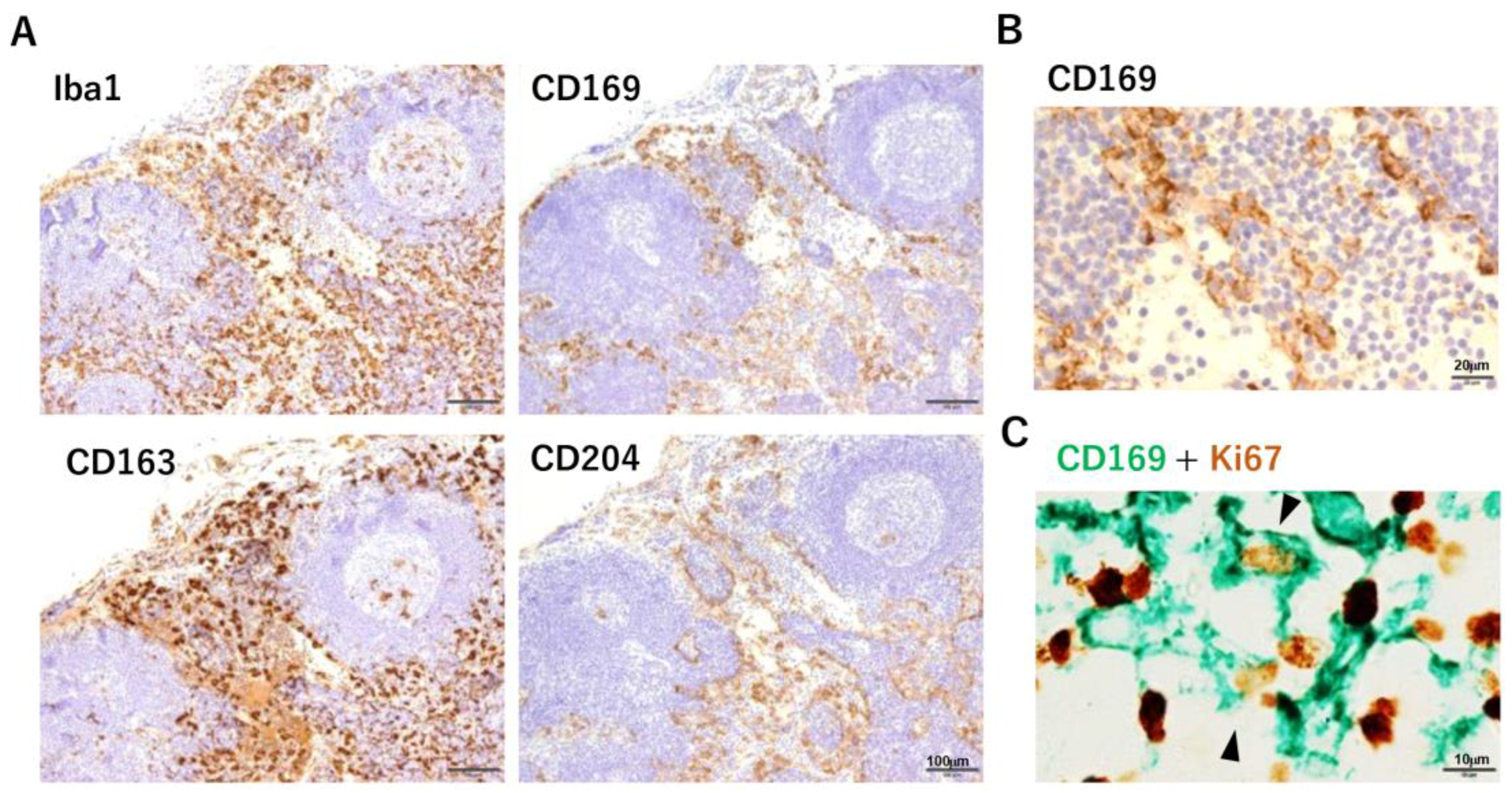 Immuno 01 00014 g002