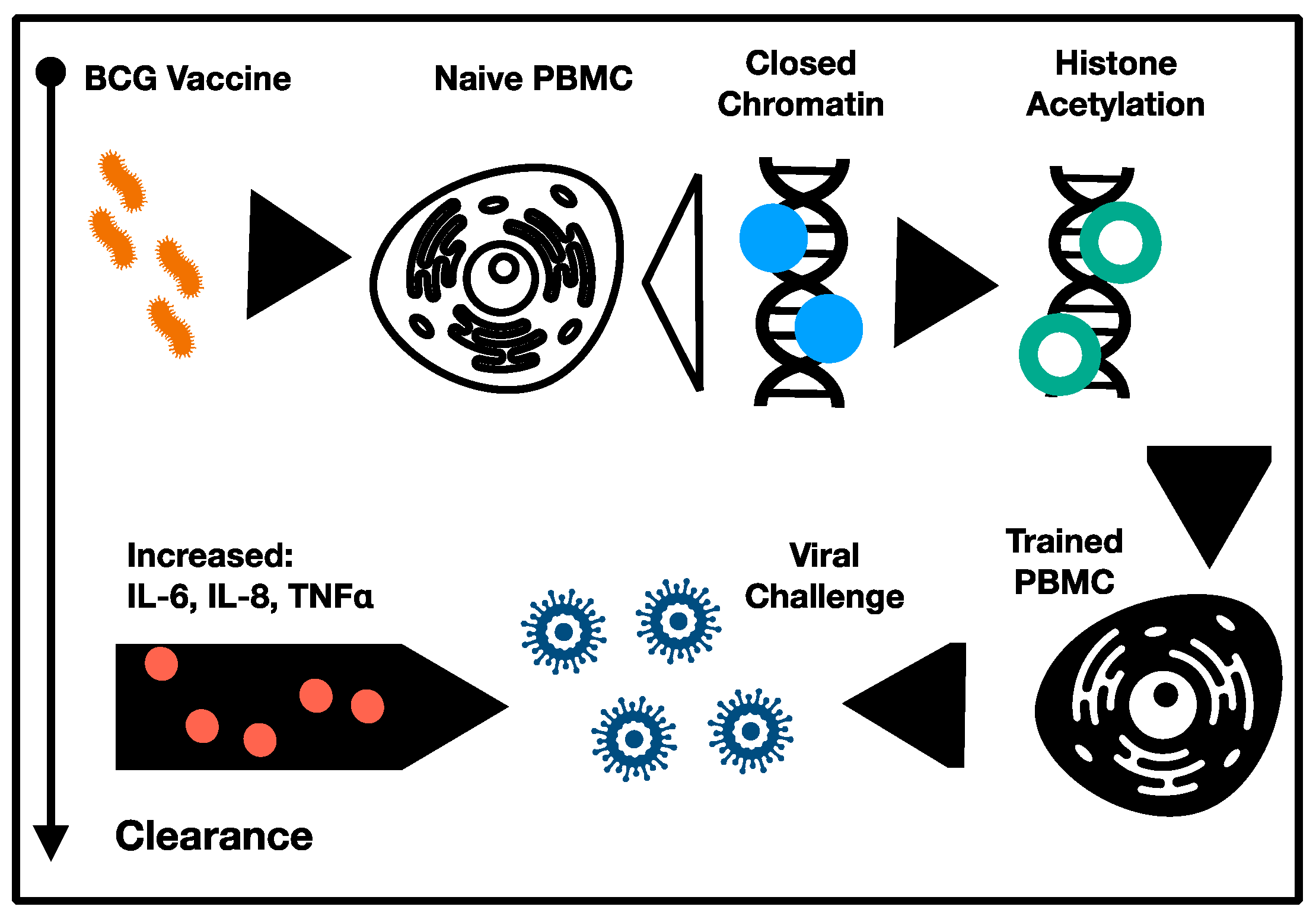 Immuno 01 00015 g002 550