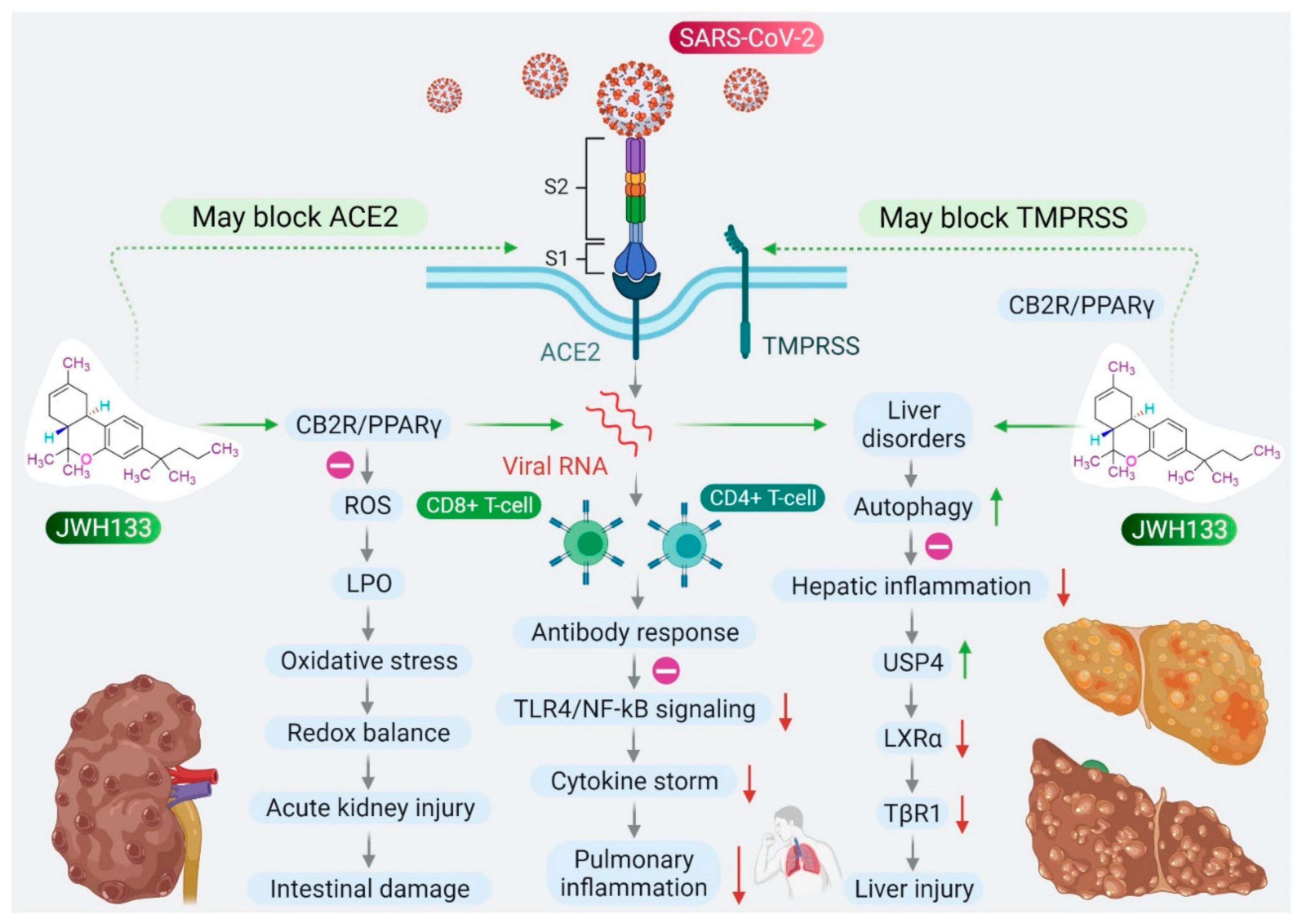 https://www.mdpi.com/immuno/immuno-01-00020/article_deploy/html/images/immuno-01-00020-g002.png