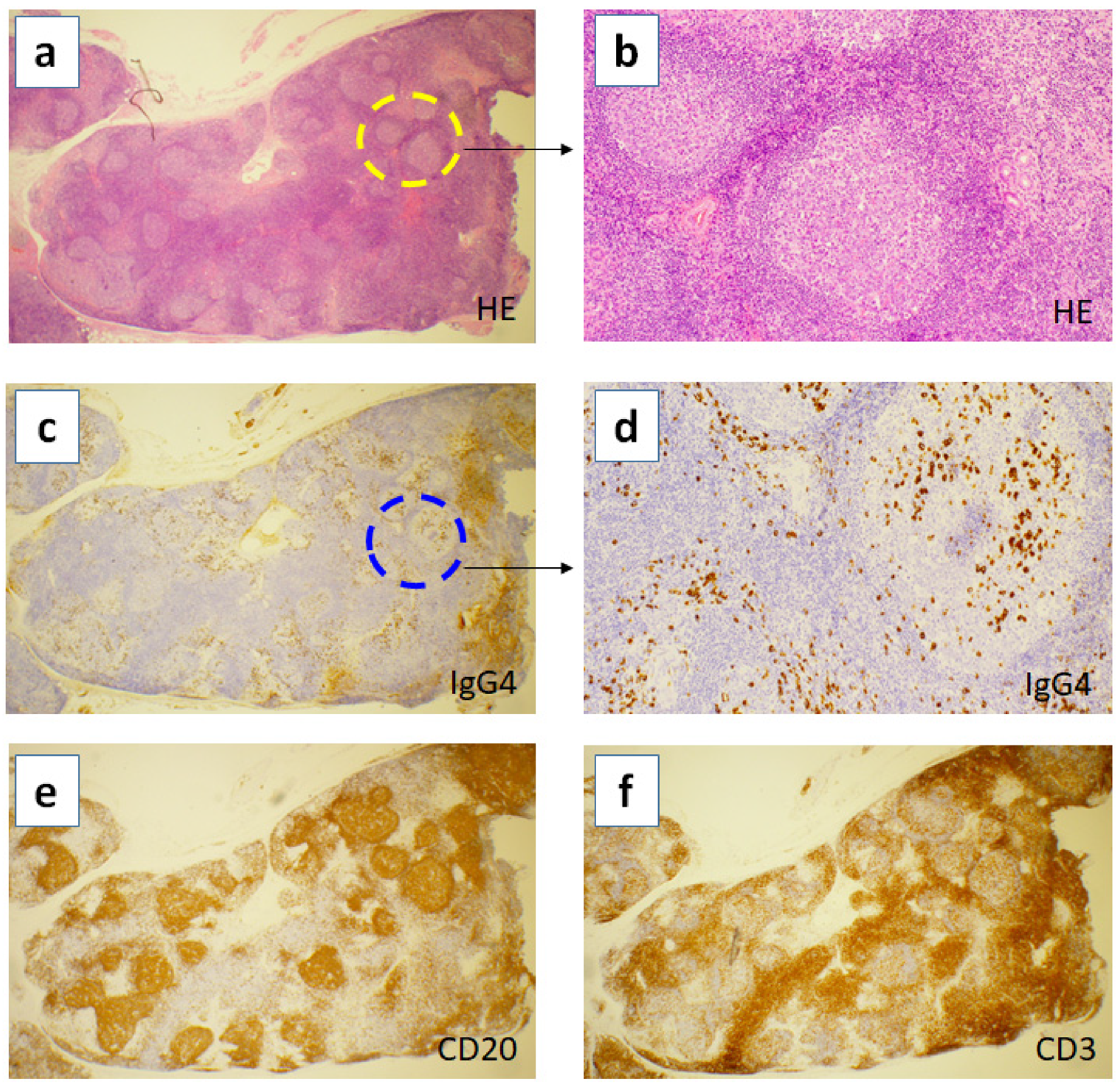 Immuno 01 00026 g001 550