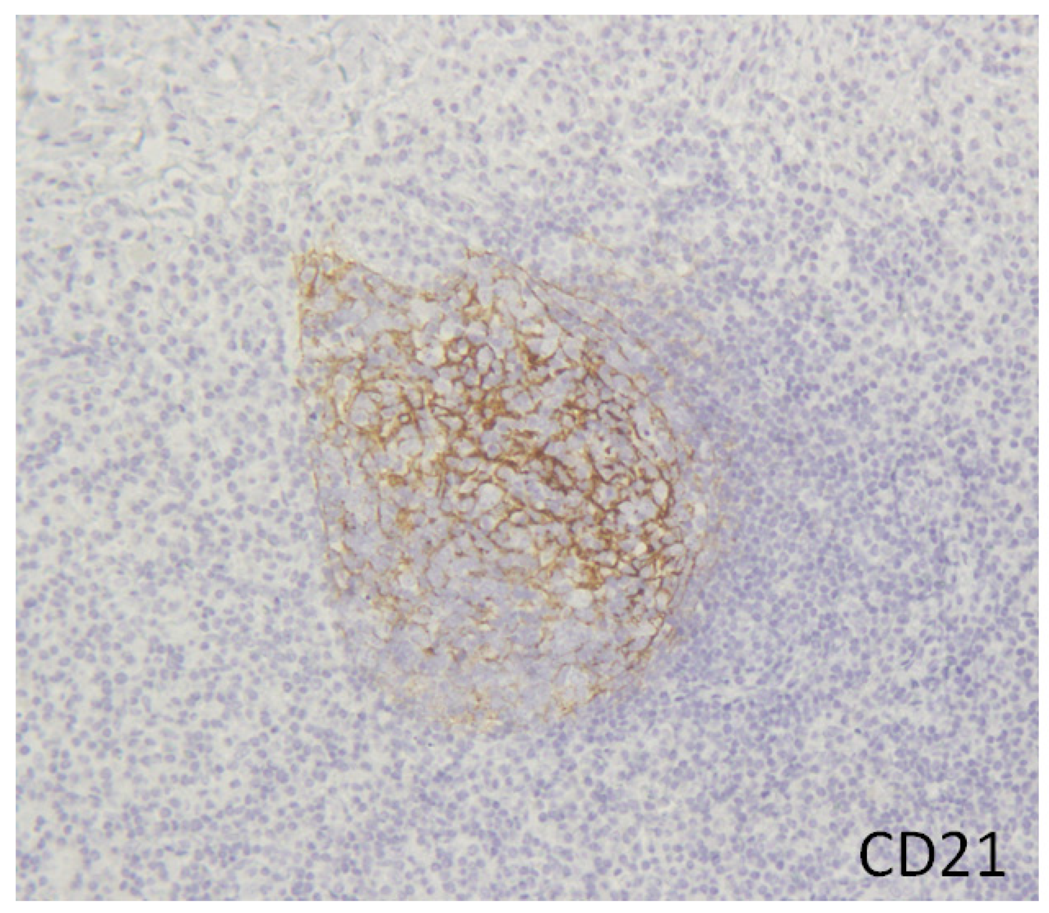 Immuno 01 00026 g002 550