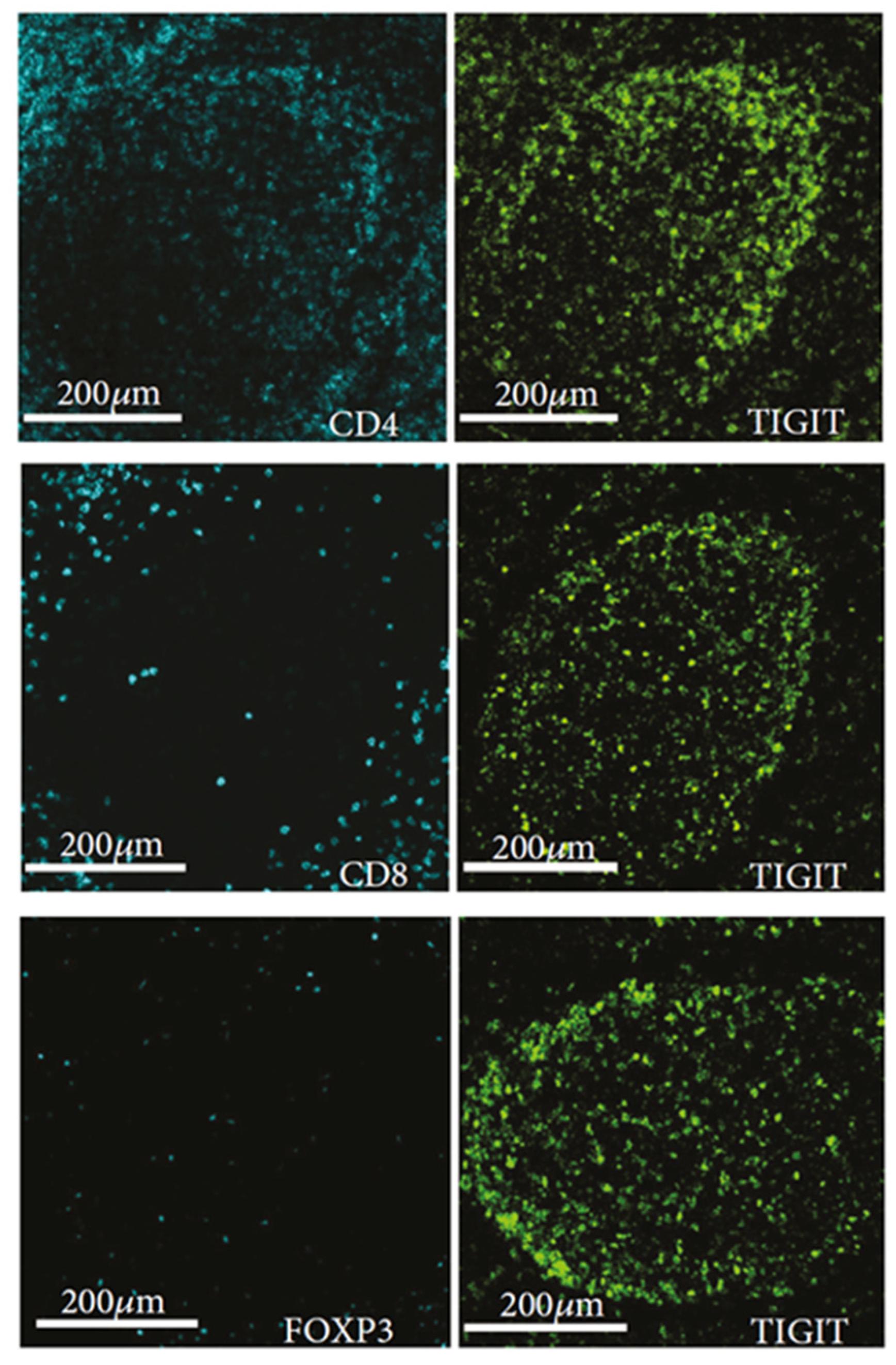 Immuno 01 00026 g004 550