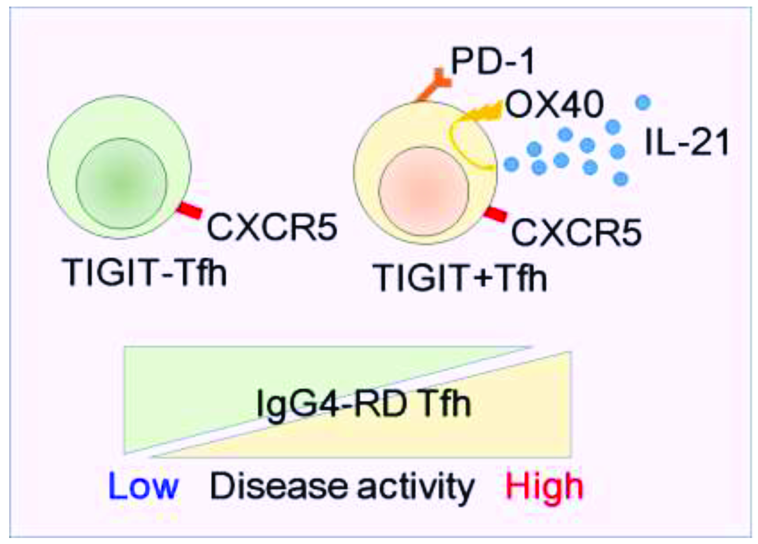 Immuno 01 00026 g005 550