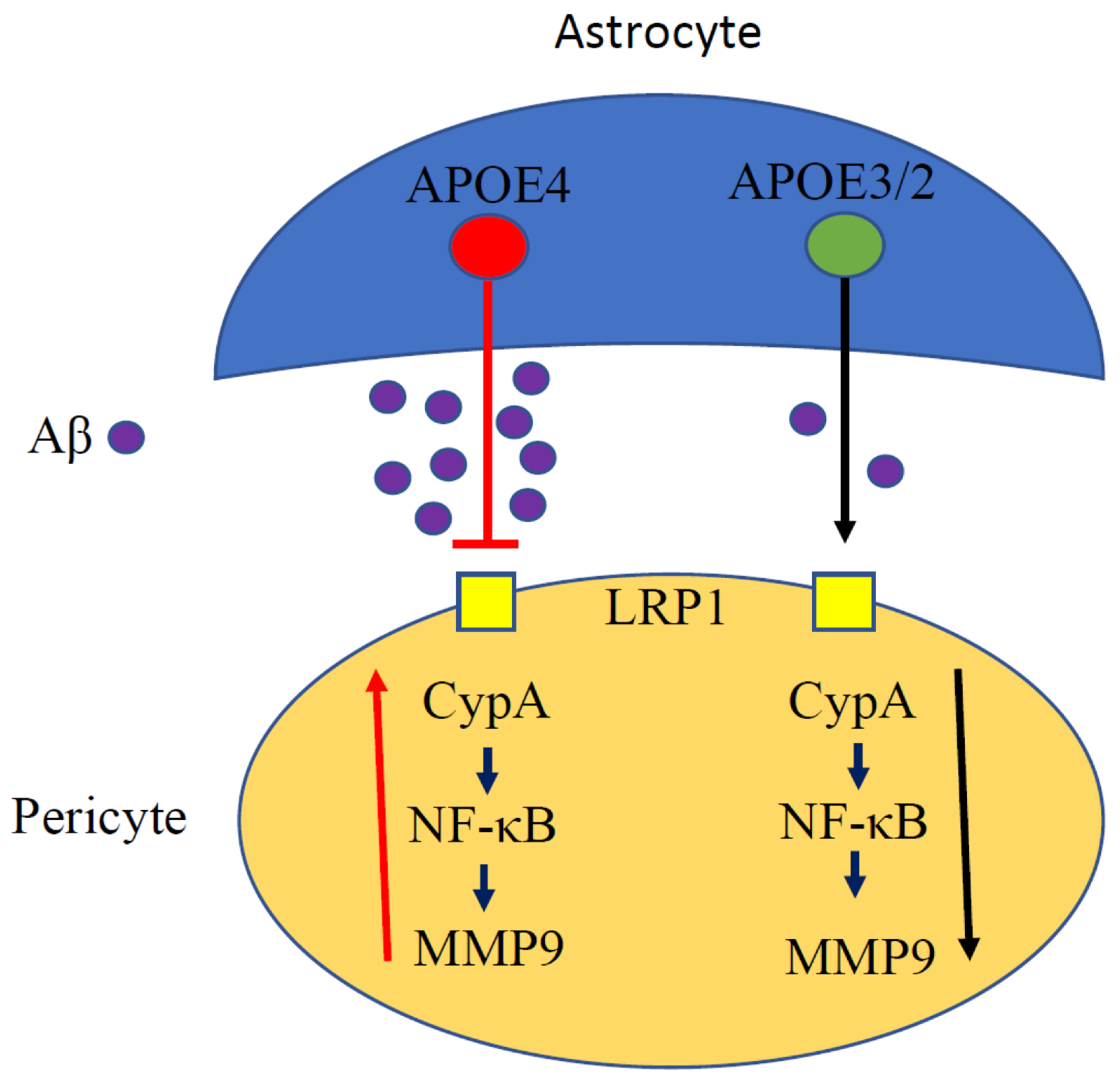 smerte Specificitet Quagmire Immuno | Free Full-Text | The Role of APOE and NF-κB in Alzheimer's Disease