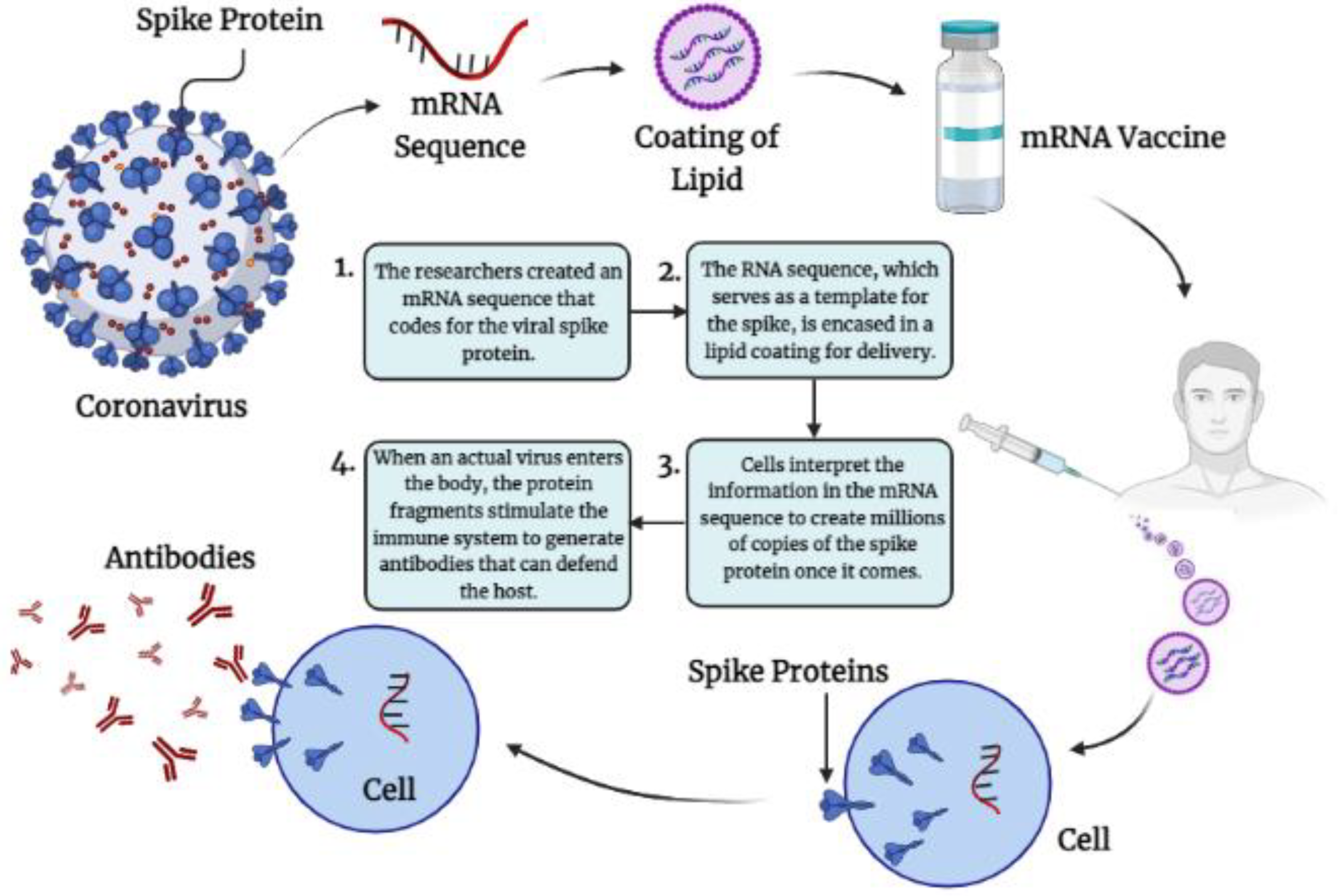 Antibodies and Vaccines as Drugs for COVID-19