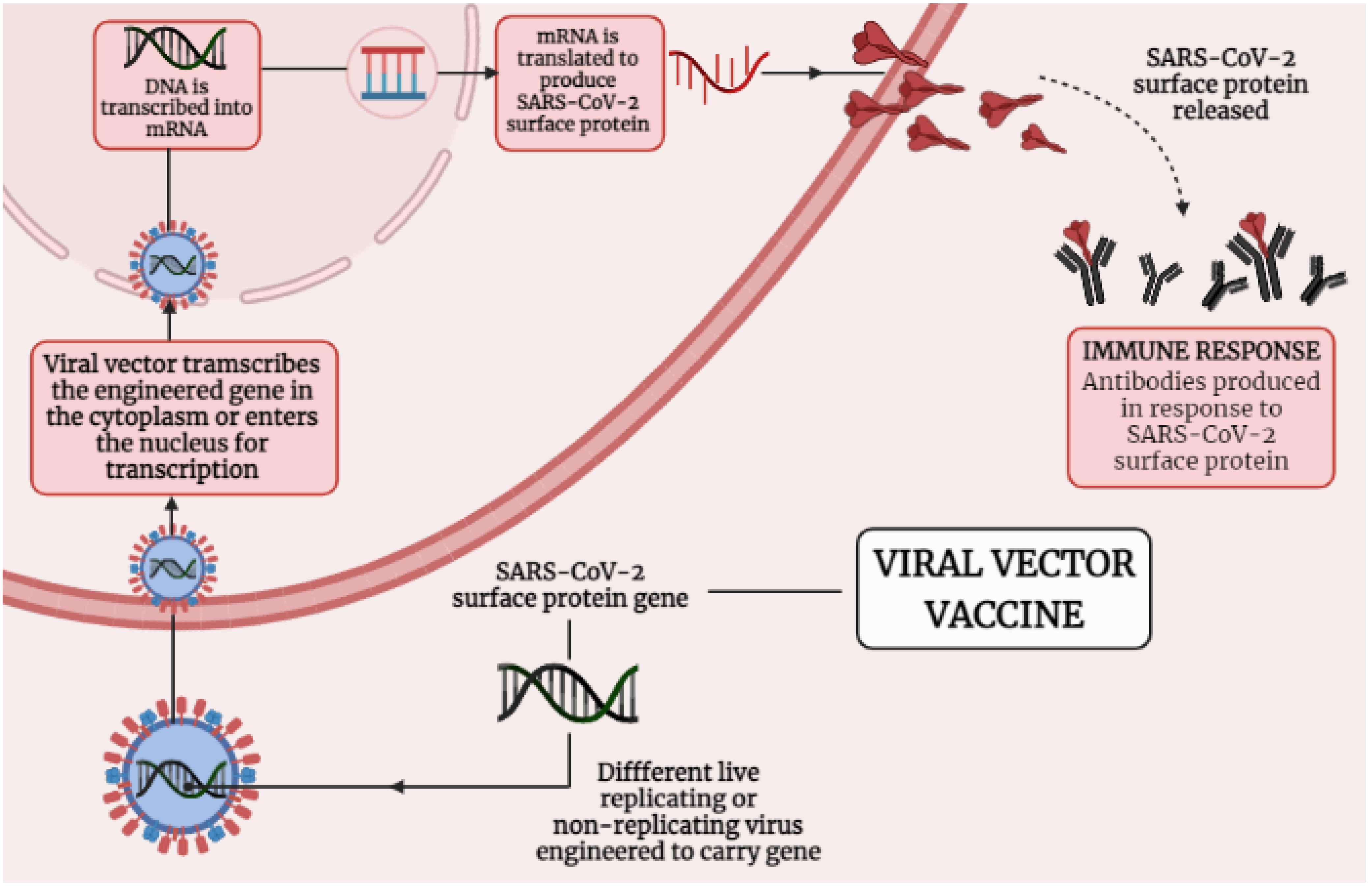 Immuno 01 00032 g003 550