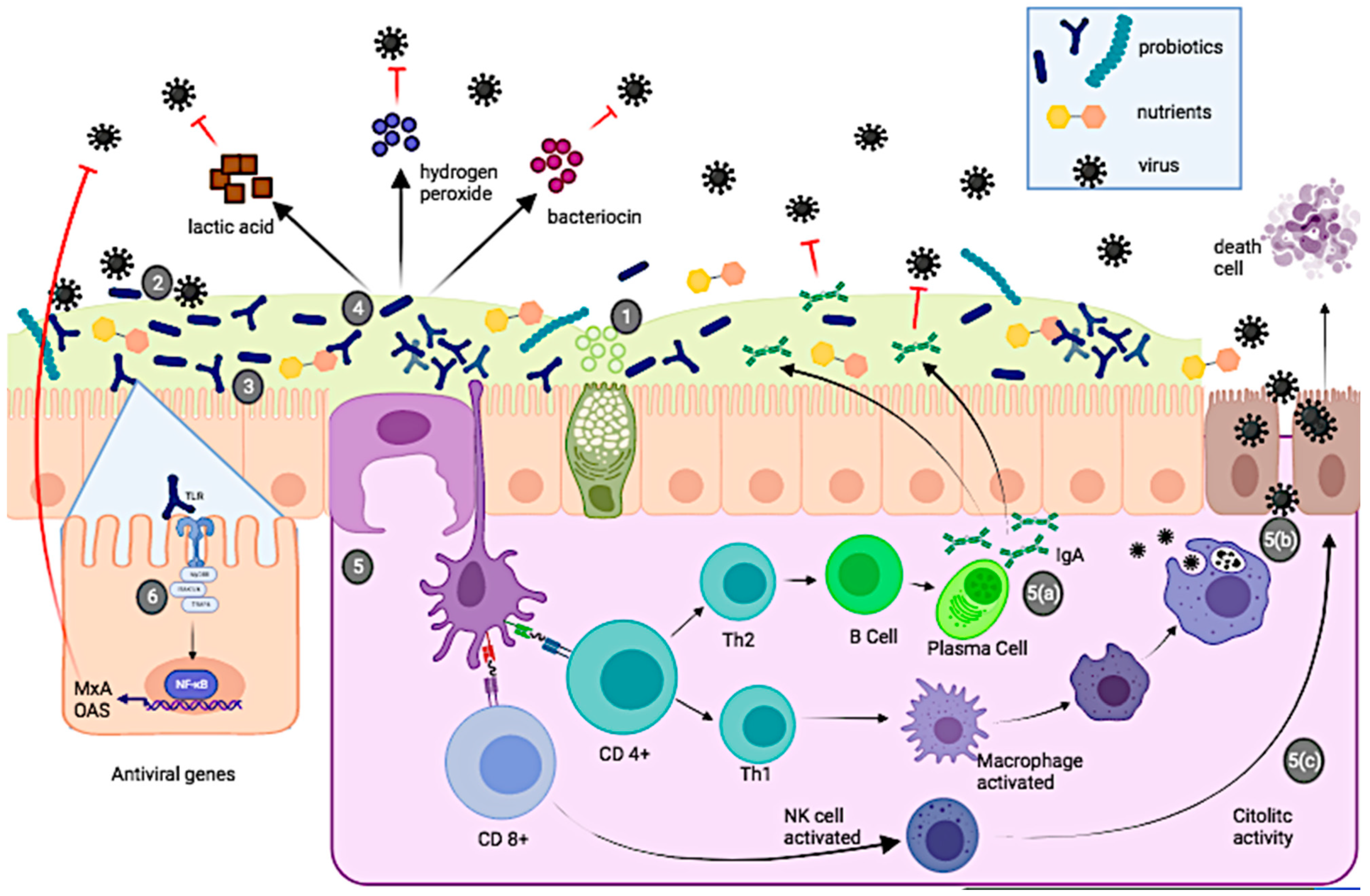 Immuno 01 00034 g001