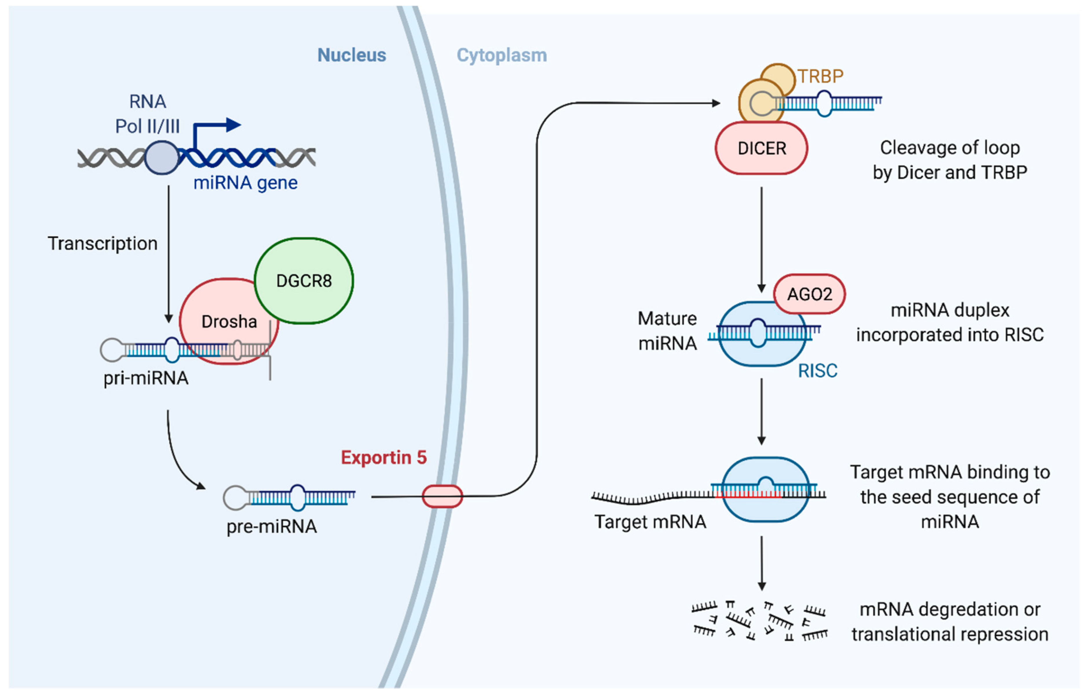 Immuno 01 00039 g001 Immuno 01 00039 g001