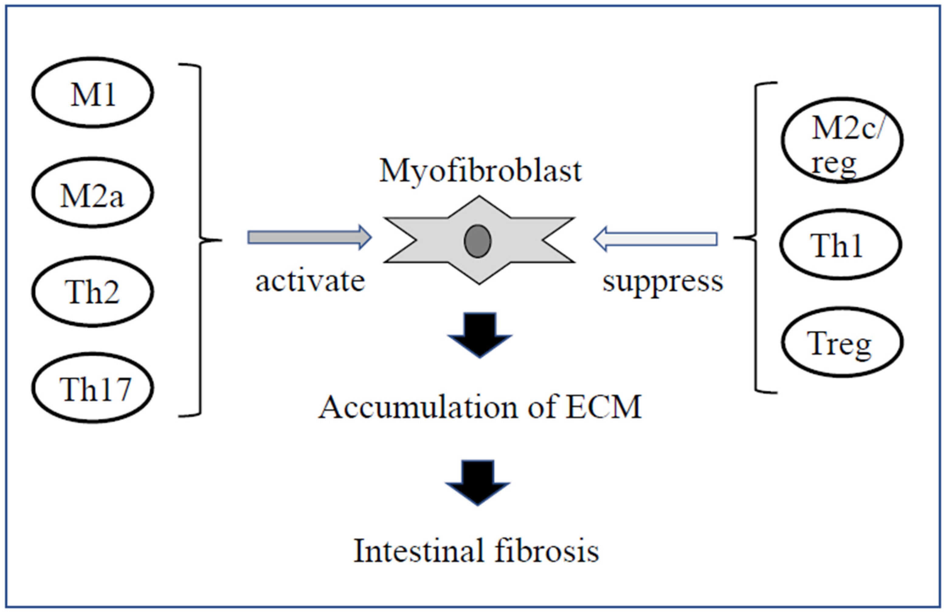 Immuno 01 00040 g002 Immuno 01 00040 g002