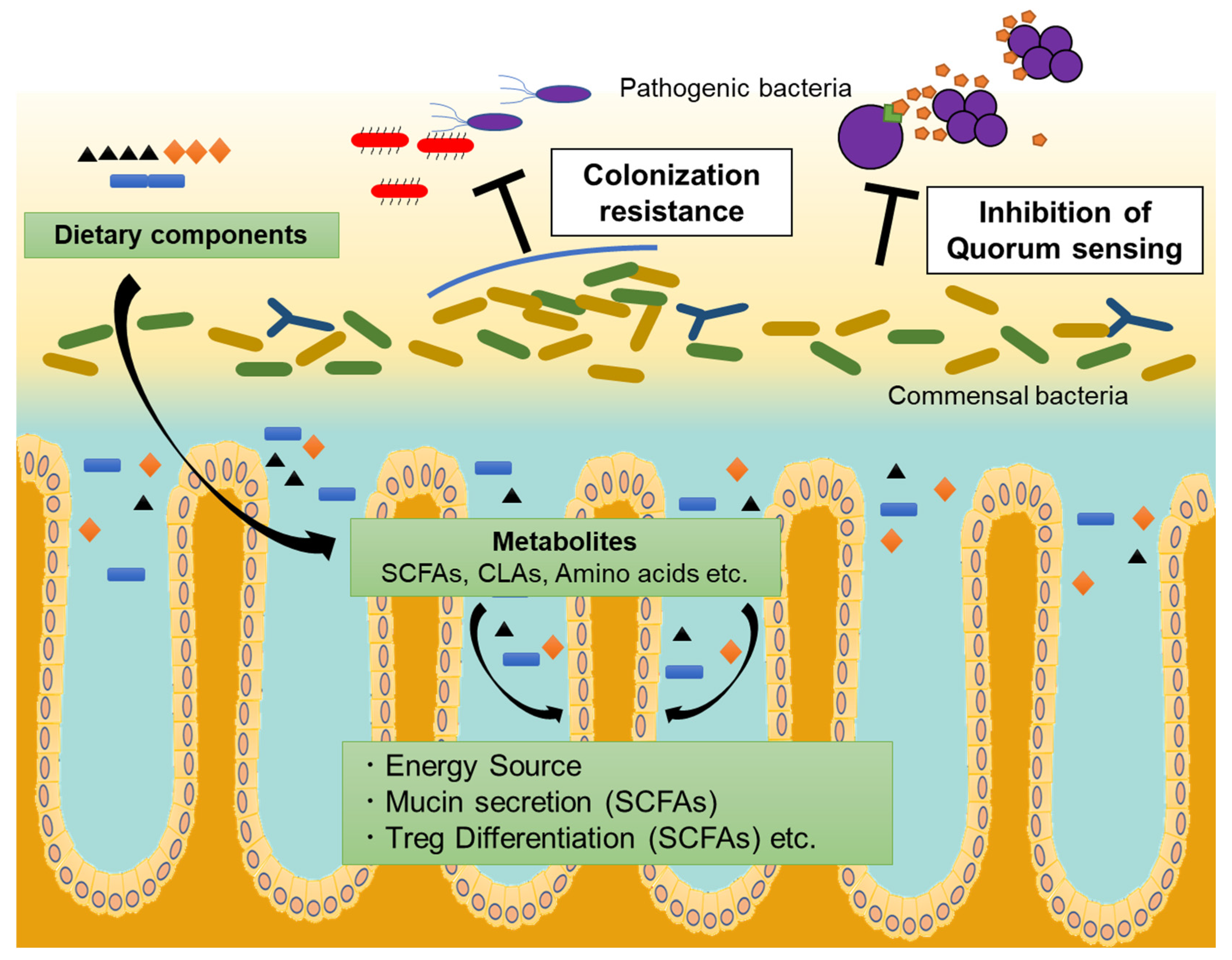 Immuno | Free Full-Text | The Multifaceted Effects of Gut Microbiota on the Immune System of the Intestinal Mucosa Immuno | Free Full-Text | The Multifaceted Effects of Gut Microbiota on the Immune System of the Intestinal Mucosa