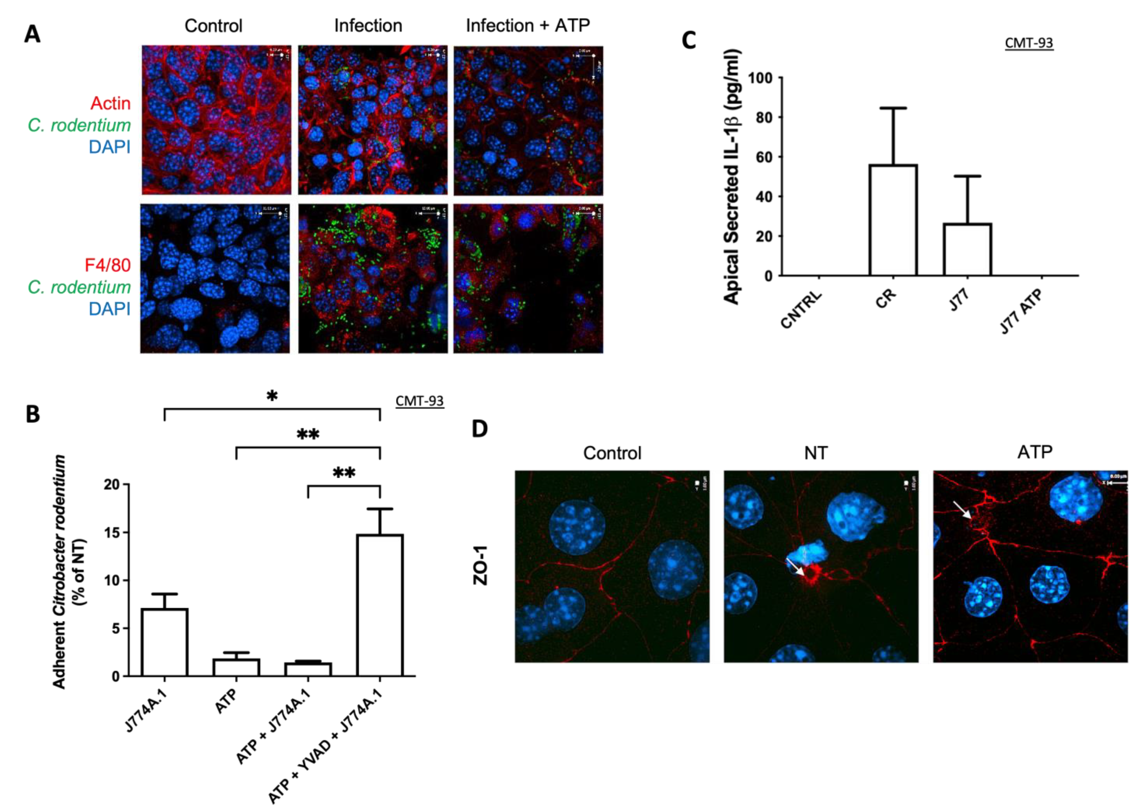 Immuno 02 00002 g003 550