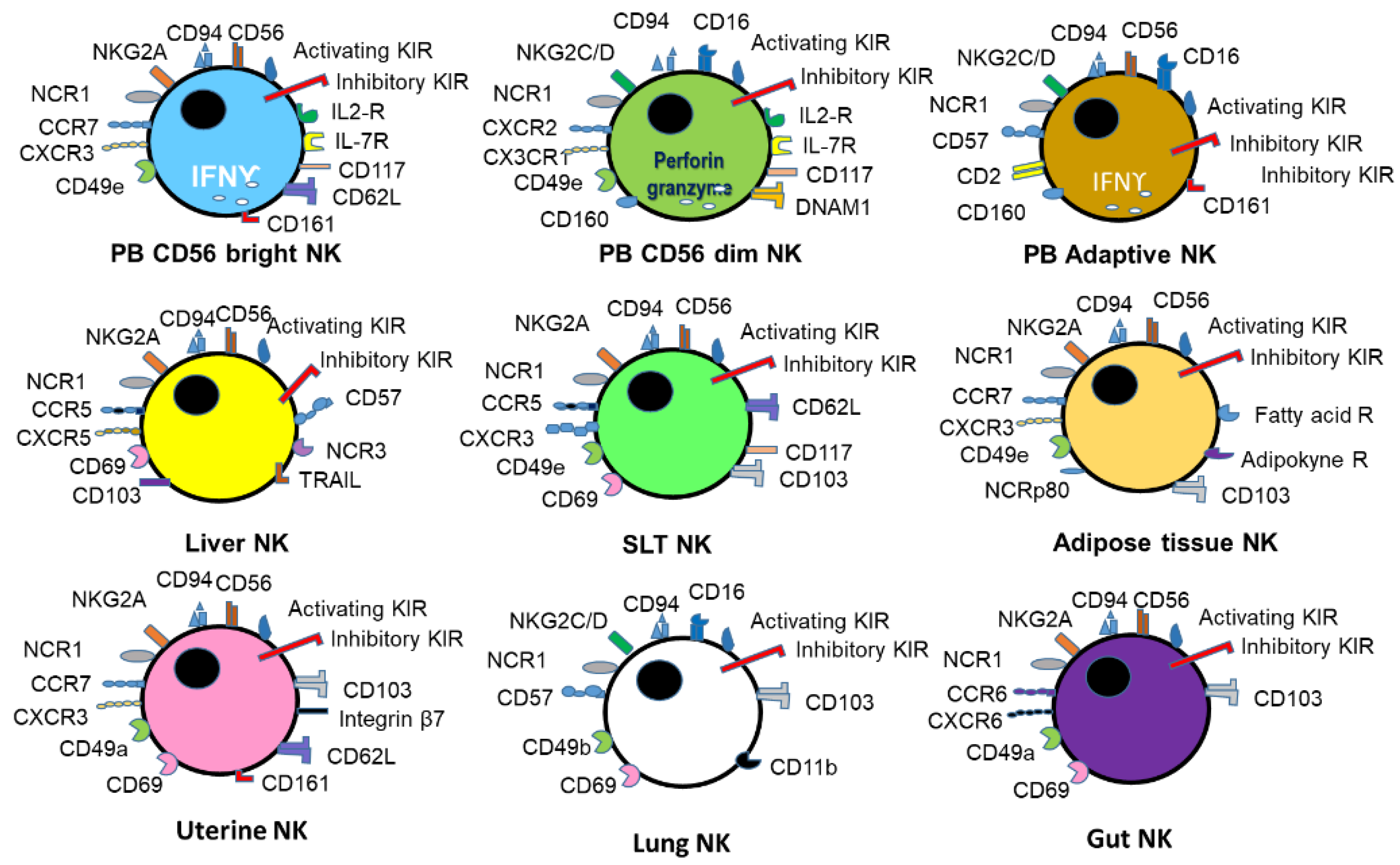 Immuno 02 00005 g001