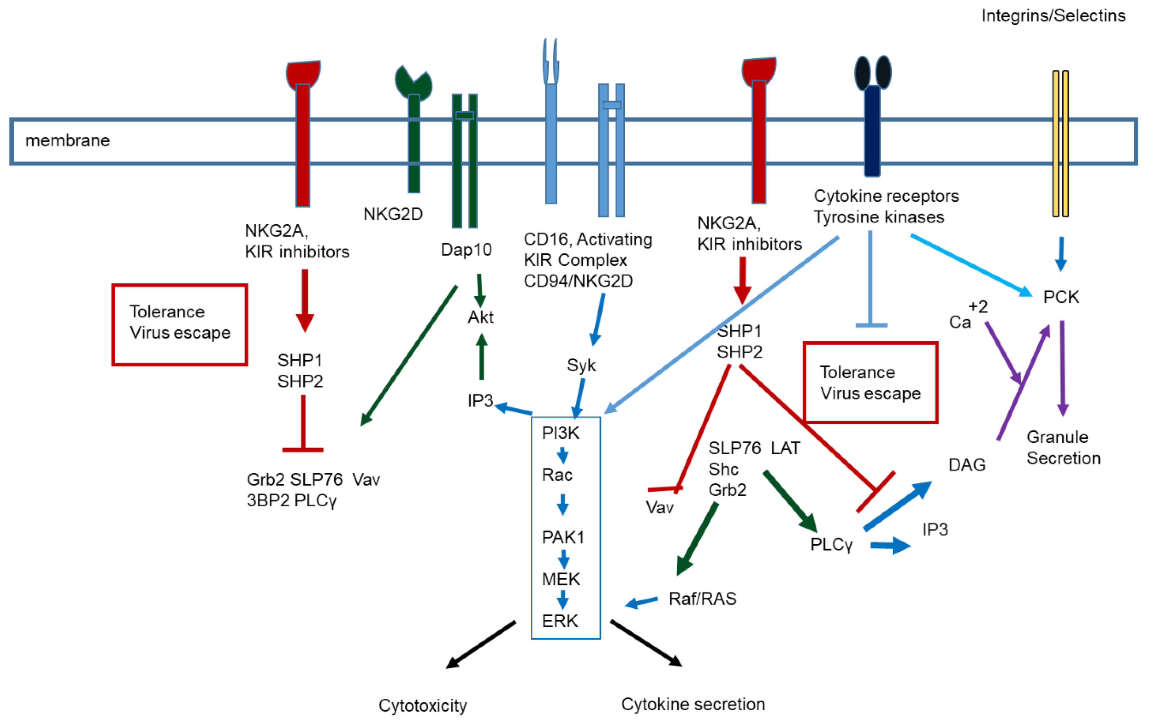 Immuno 02 00005 g002