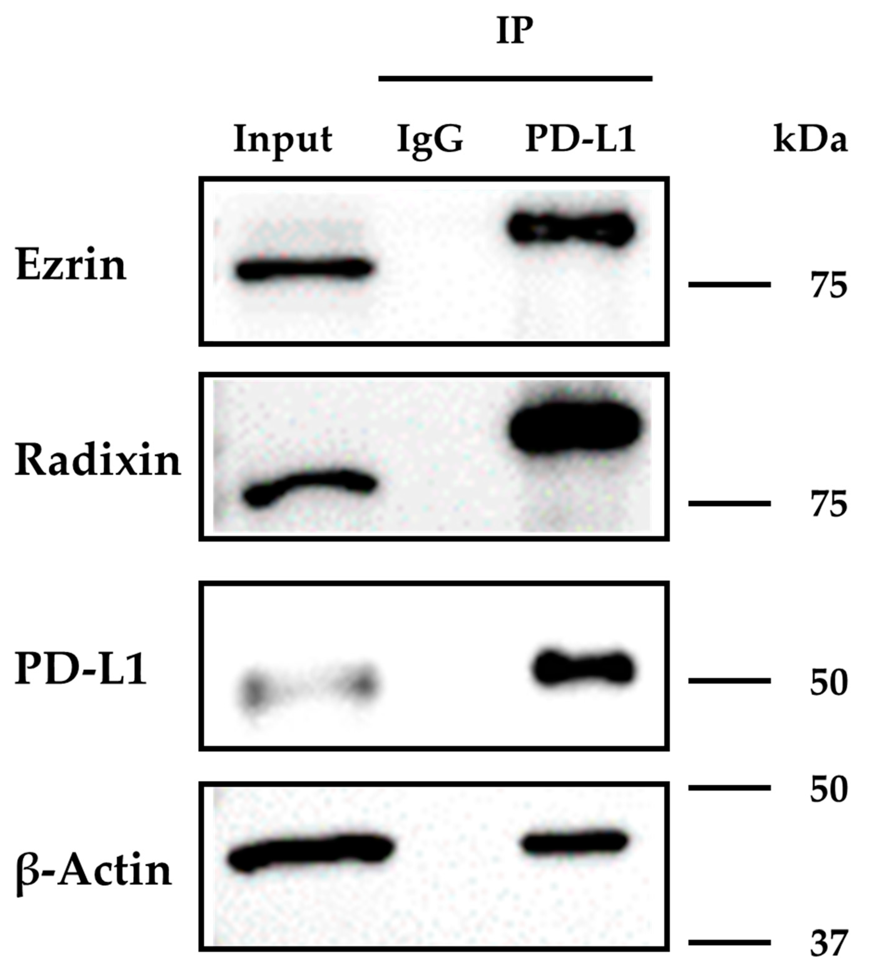 Immuno 02 00006 g004 Immuno 02 00006 g004