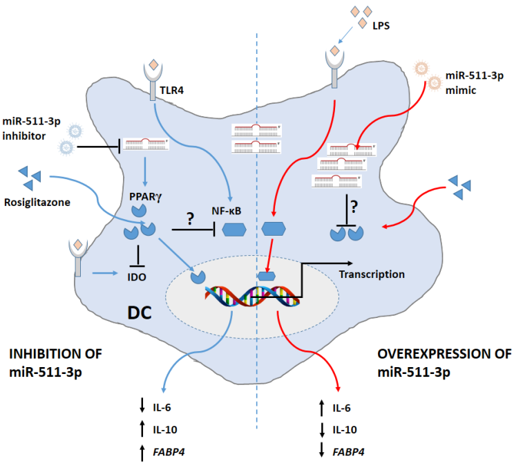 Immuno 02 00008 g006