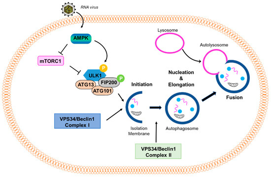 Full article: Interactions of Autophagy and the Immune System in Health and  Diseases