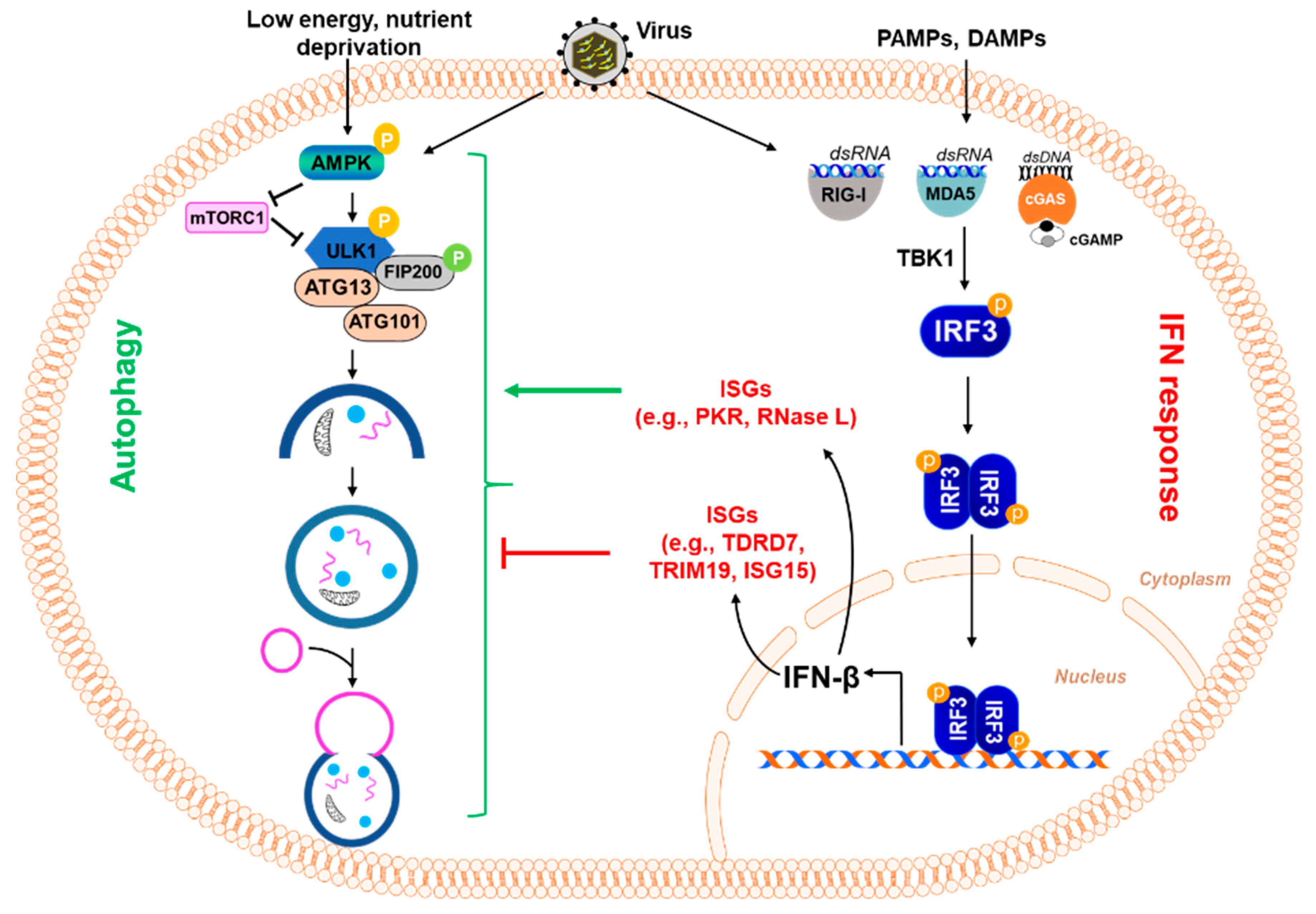 Immuno 02 00012 g003