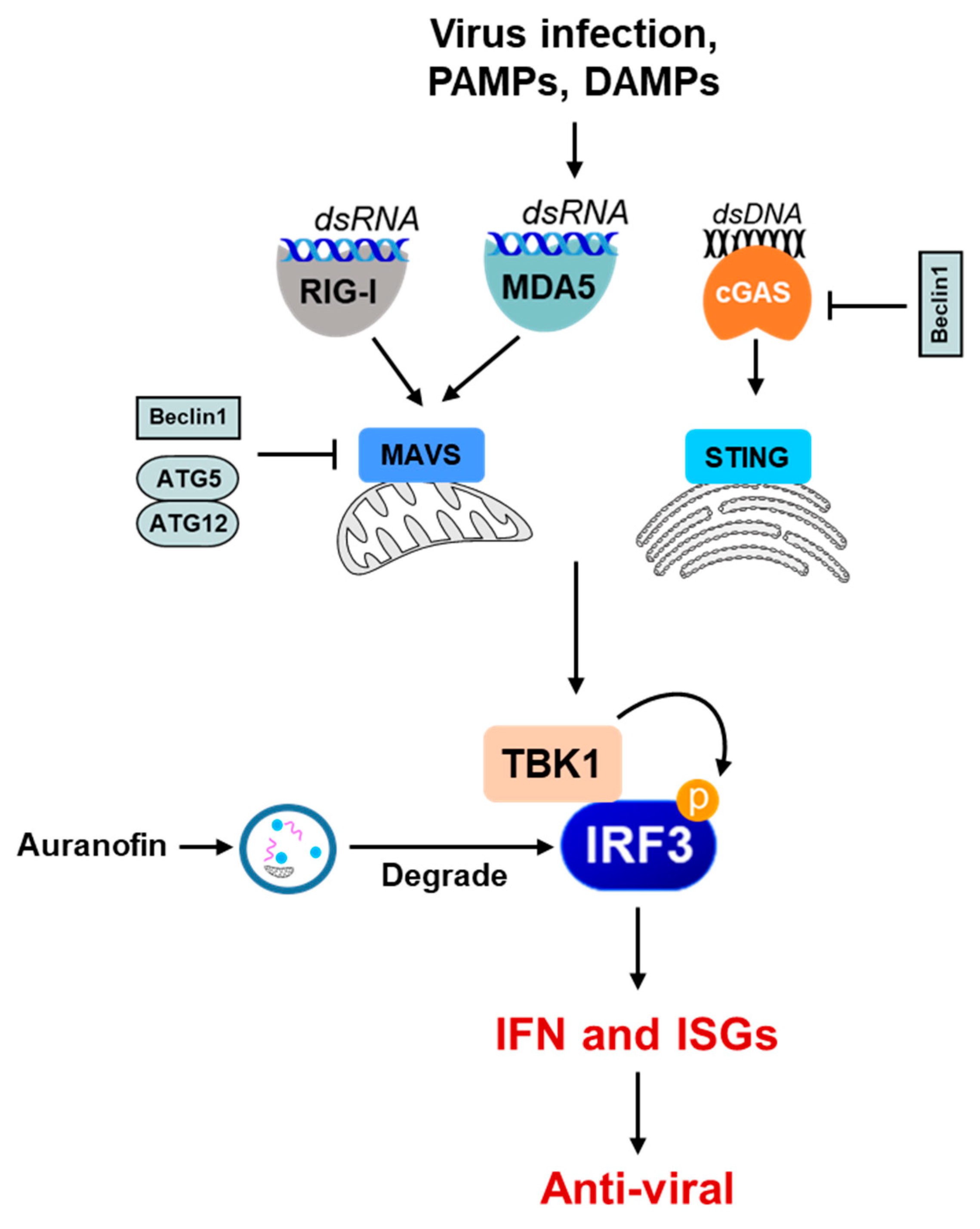 Immuno 02 00012 g004