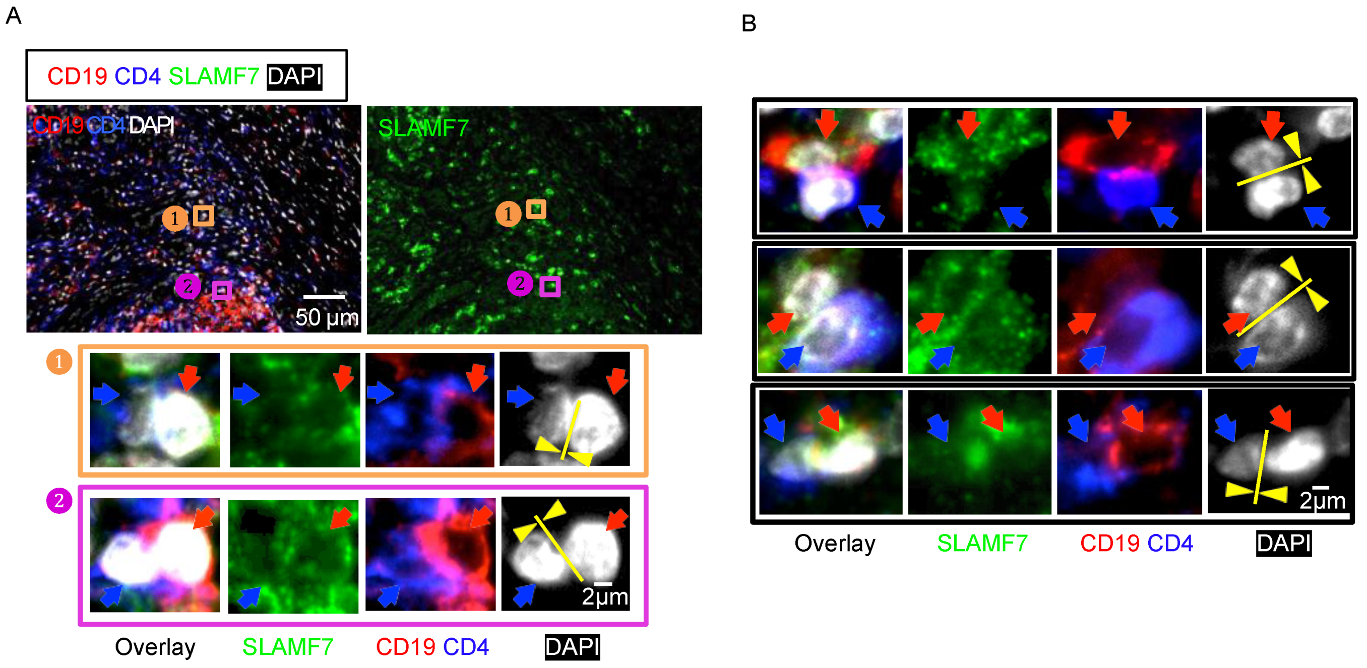 Immuno 02 00013 g002