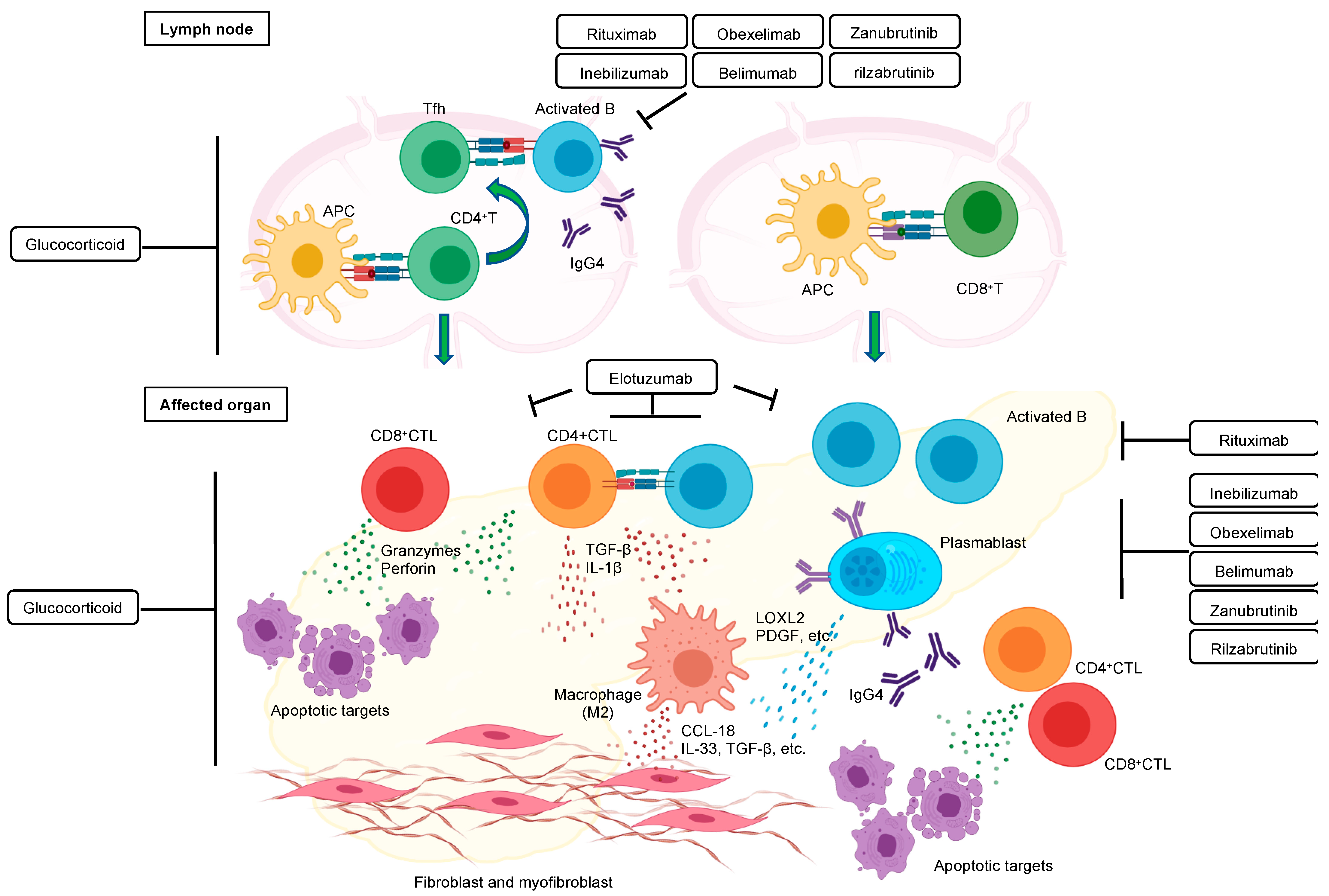 Immuno 02 00013 g003