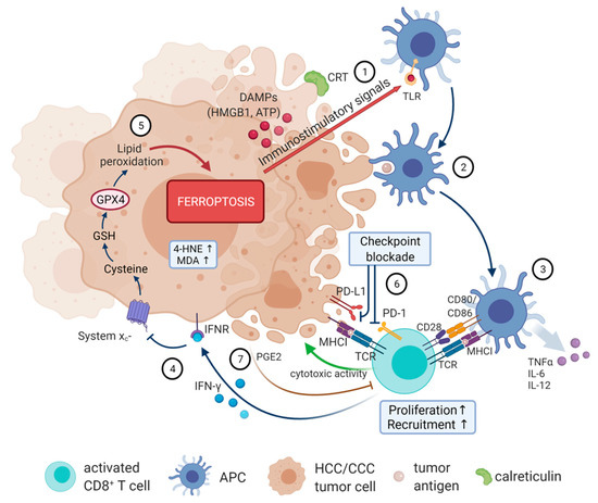 Ferroptosis in Cancer Immunotherapy—Implications for Ferroptosis in Cancer Immunotherapy—Implications for