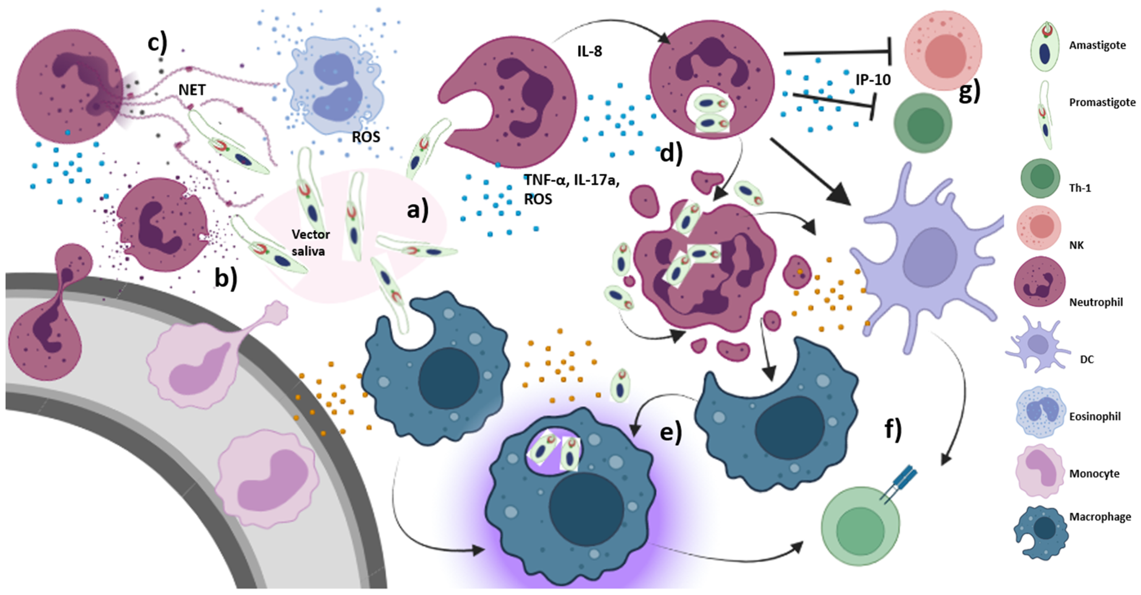 Immuno 02 00015 g002 Immuno 02 00015 g002