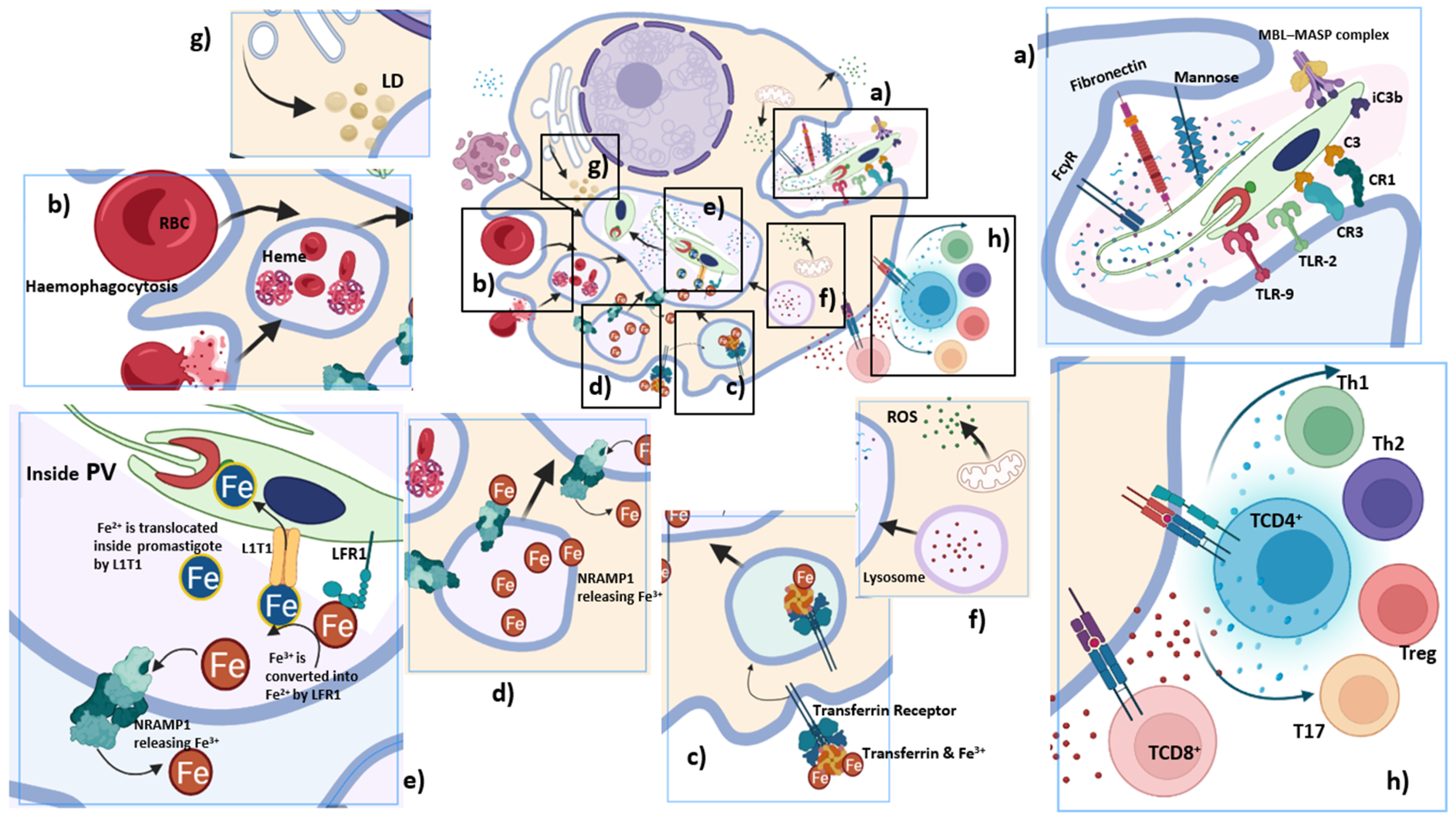 Immuno 02 00015 g003 Immuno 02 00015 g003