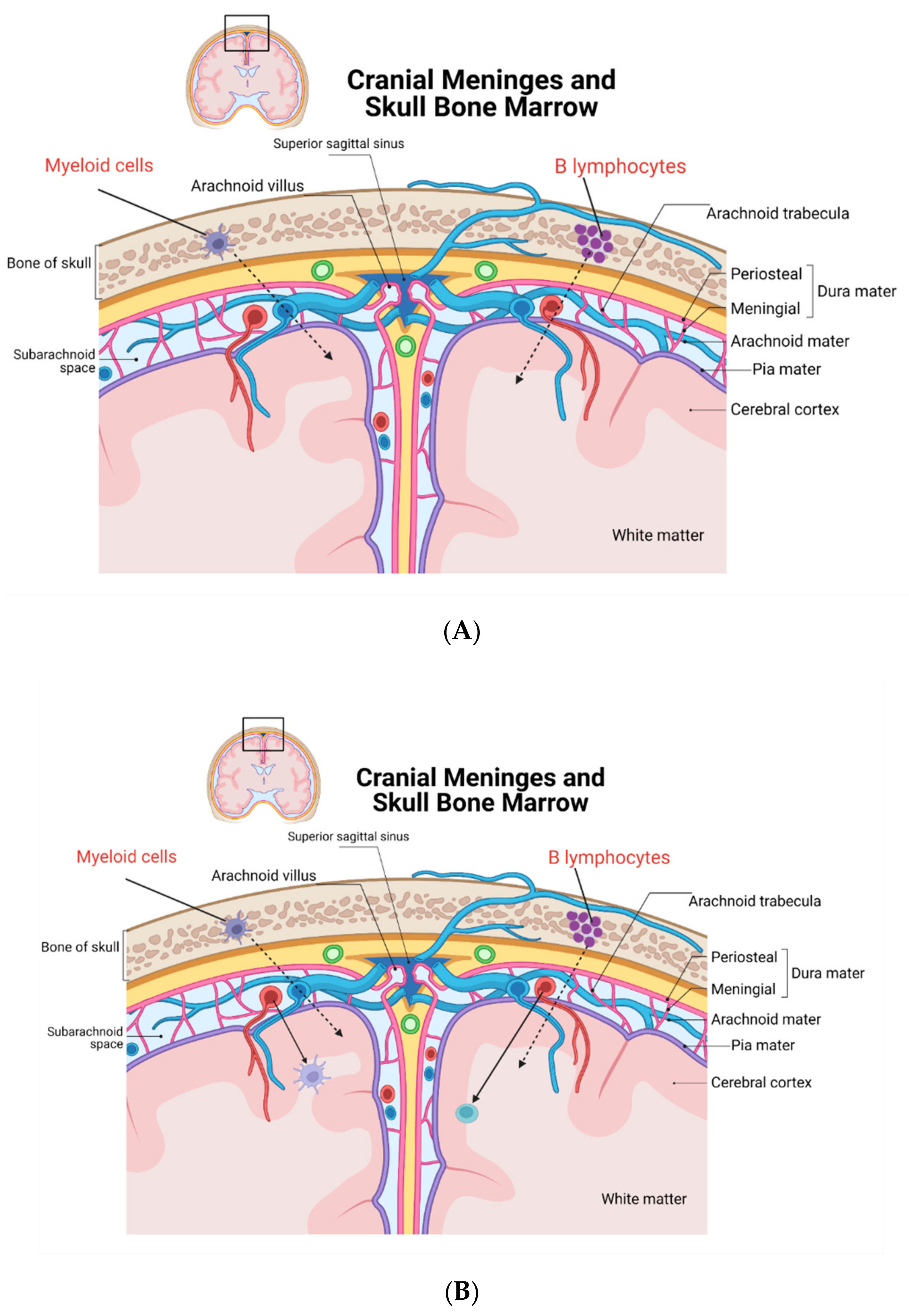 Immuno 02 00016 g001
