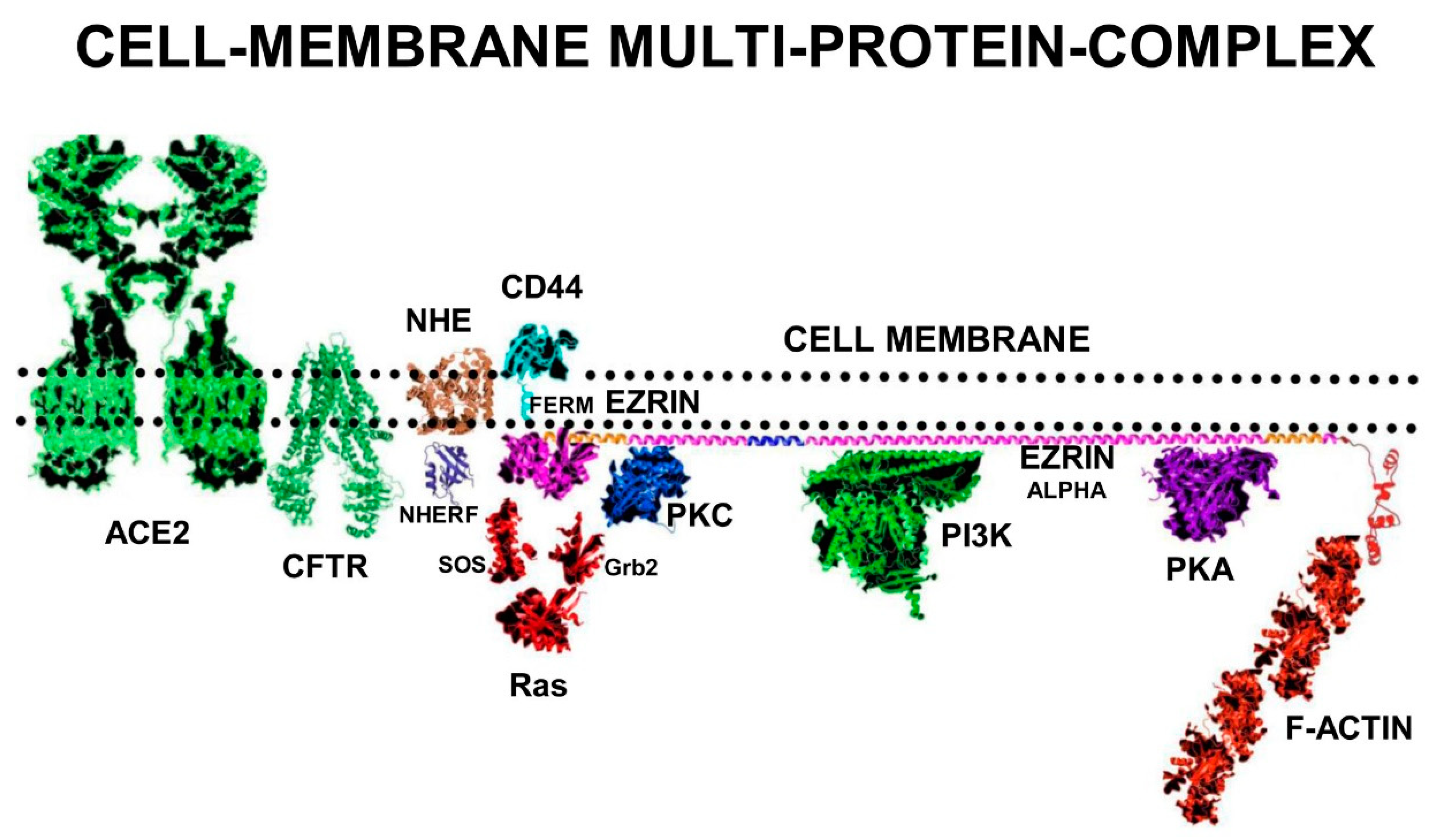 Immuno 02 00017 g001 550