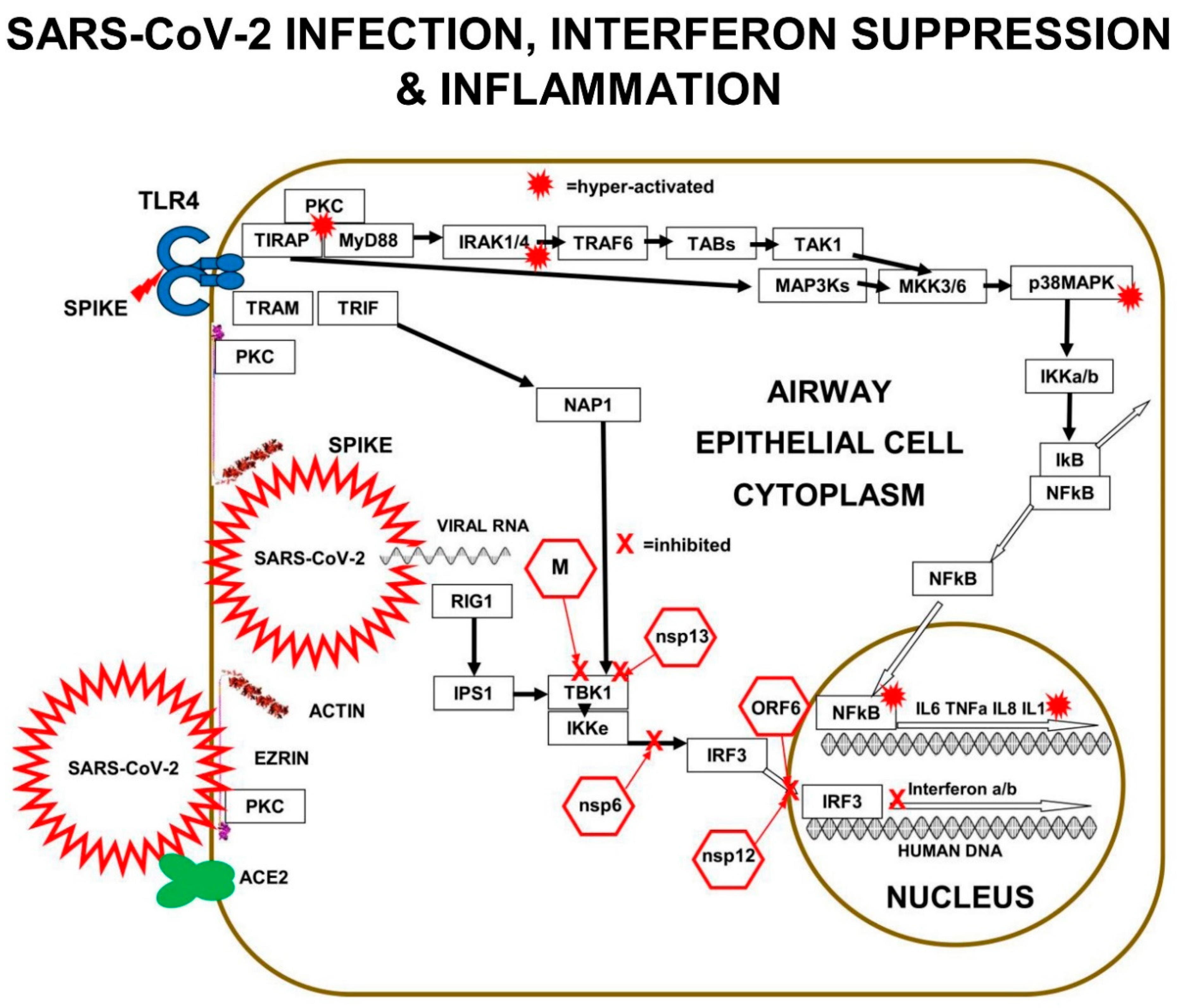 Immuno 02 00017 g002 550