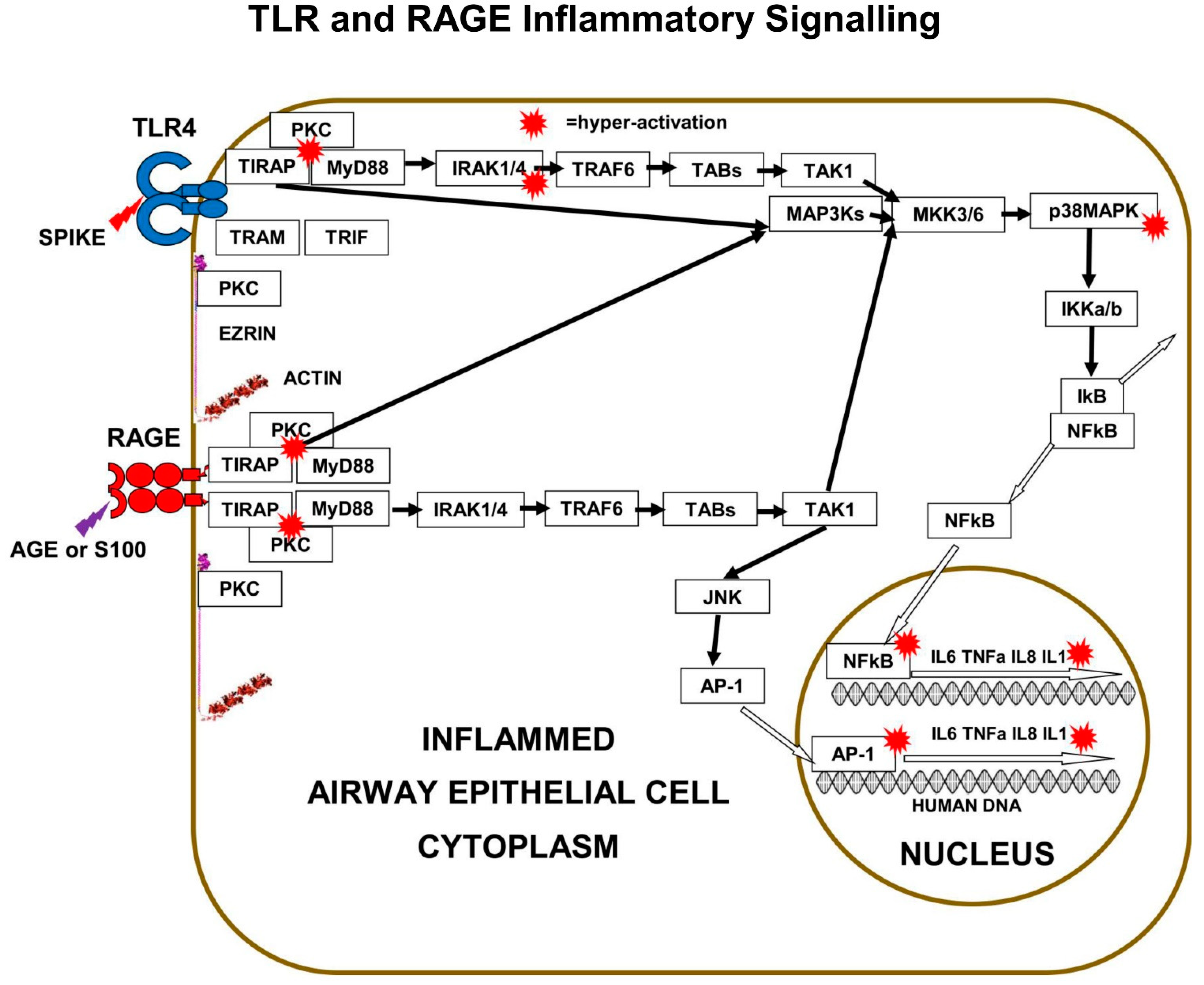 Immuno 02 00017 g003 550