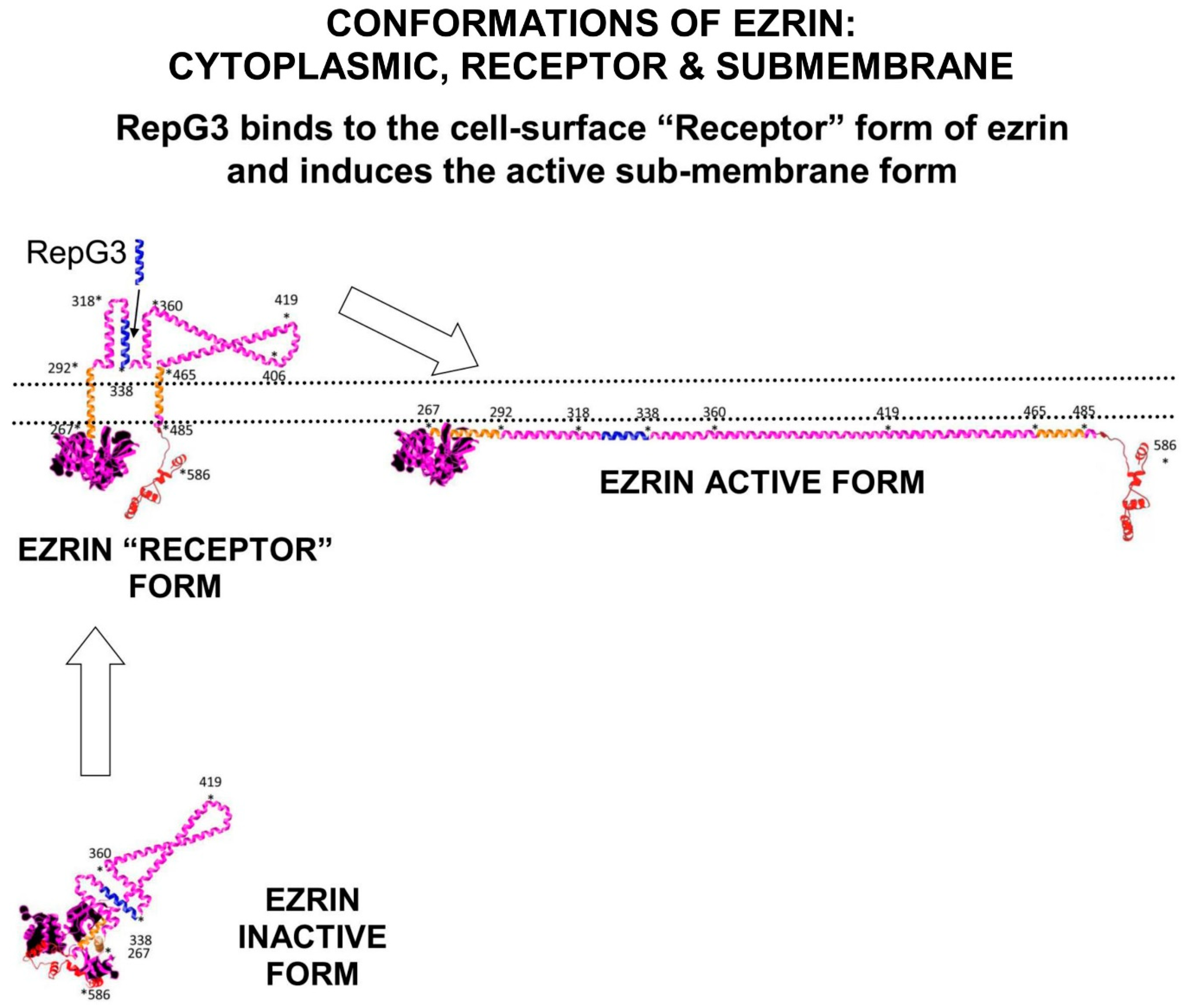 Immuno 02 00017 g004 550