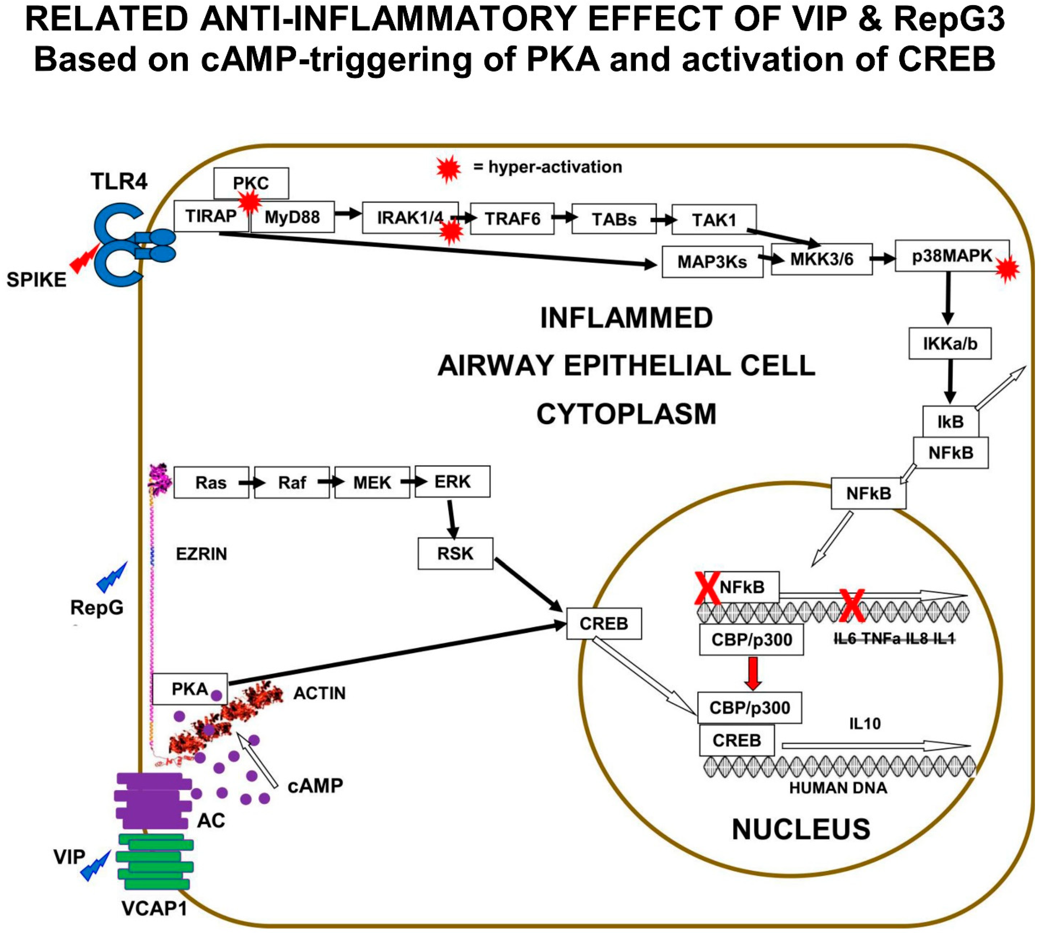 Immuno 02 00017 g005 550