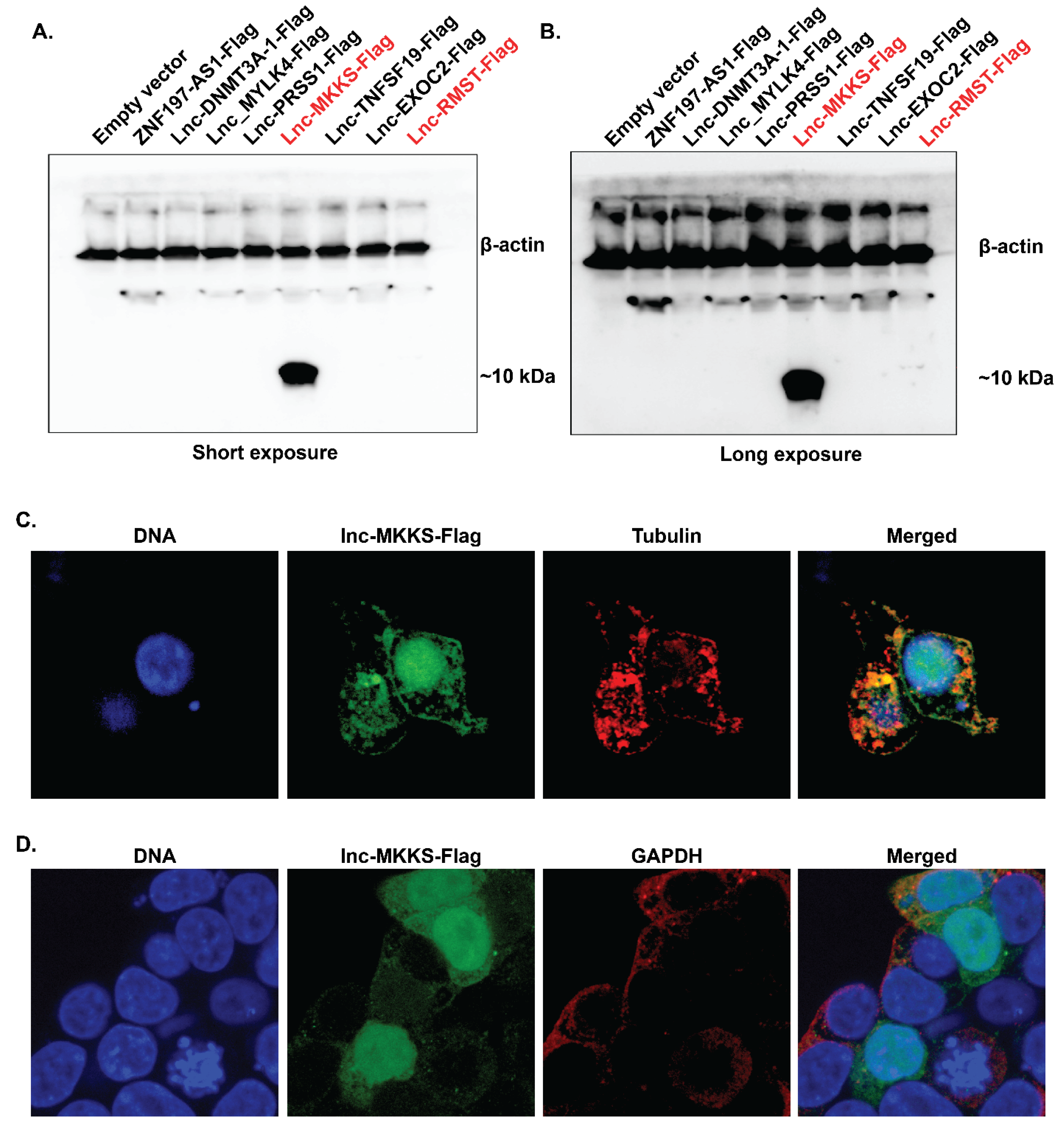 Proteogenomics Analysis Reveals Novel Micropeptides in