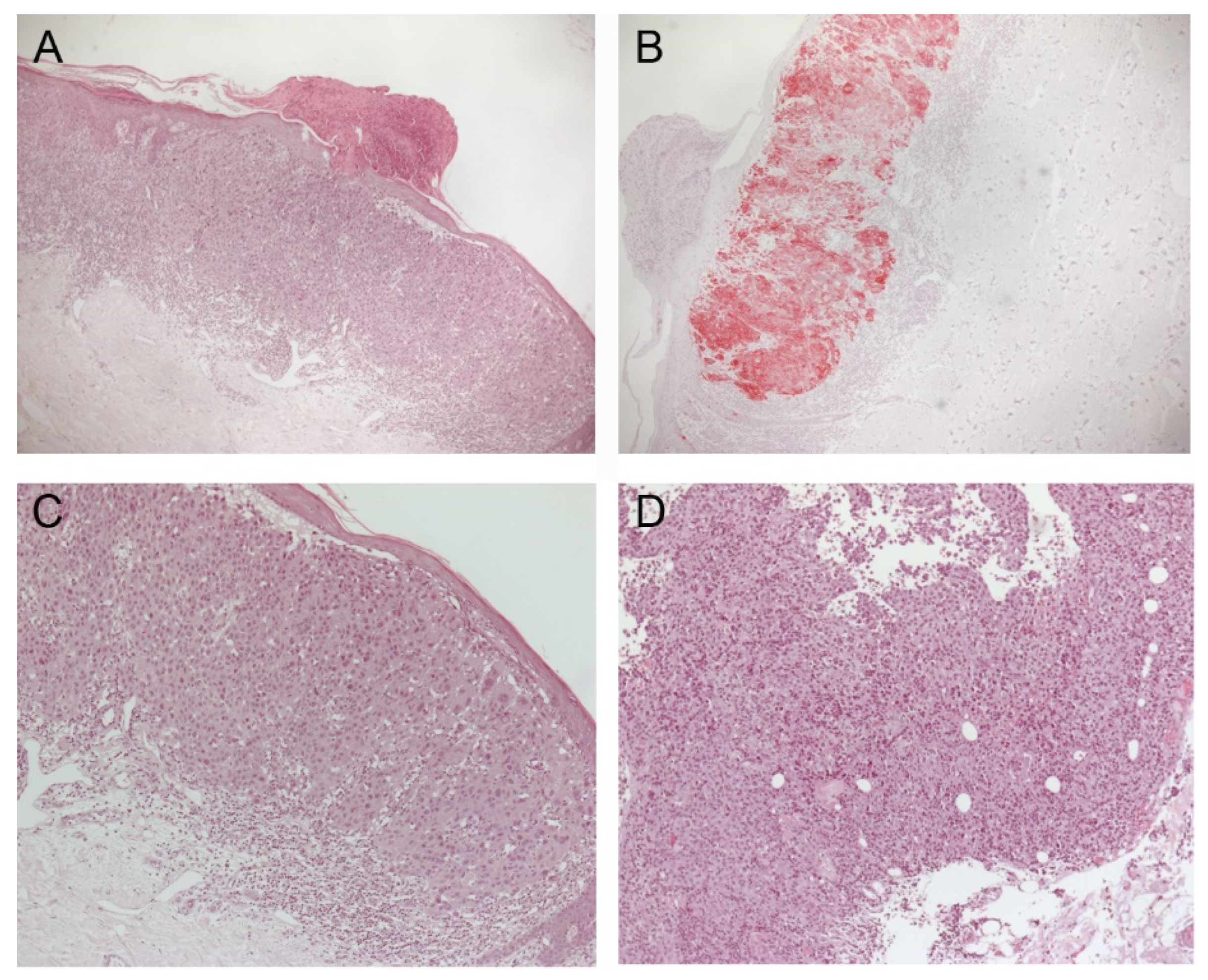 Immuno 02 00020 g001