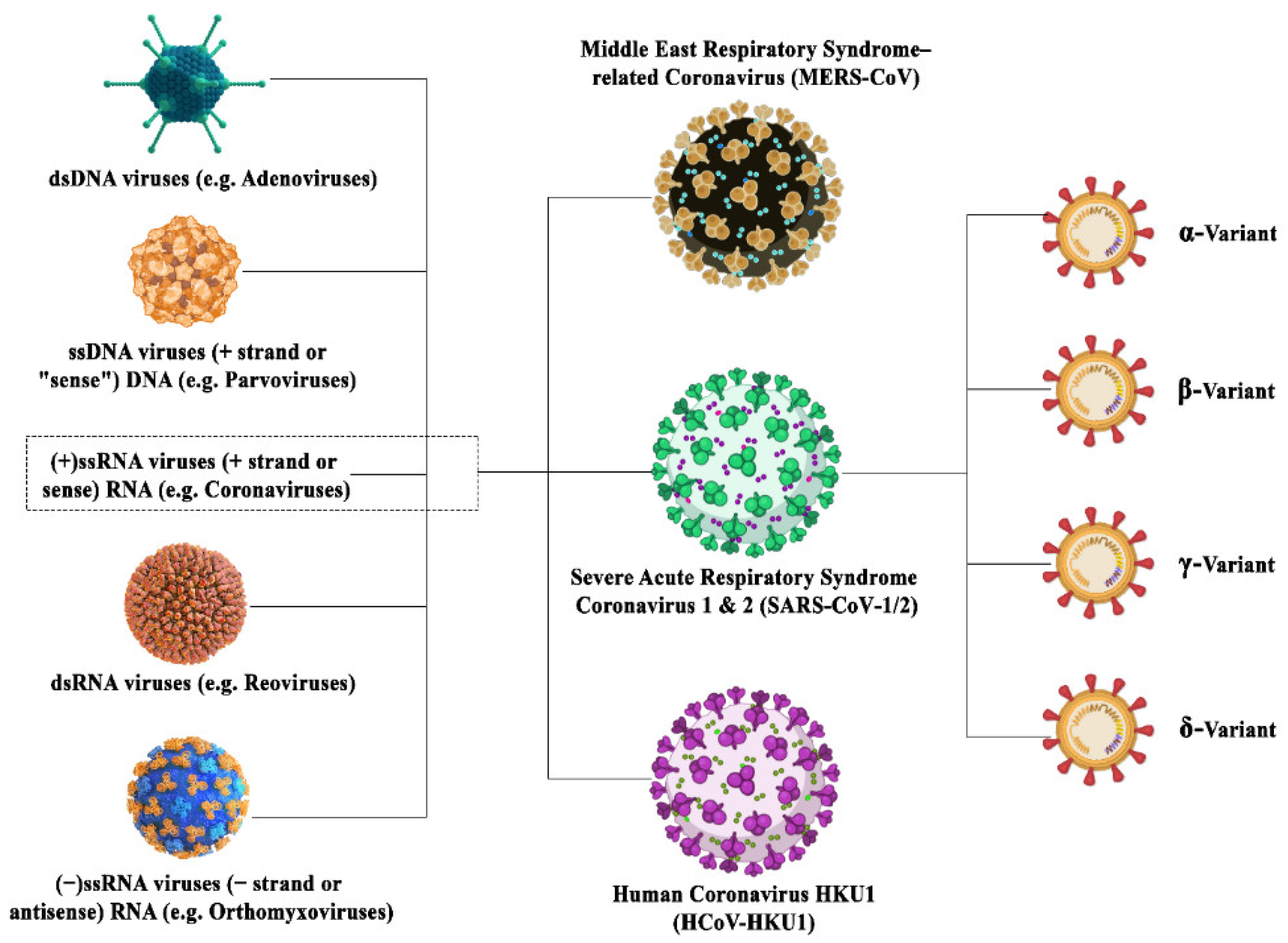 SARS-CoV-2 in humans