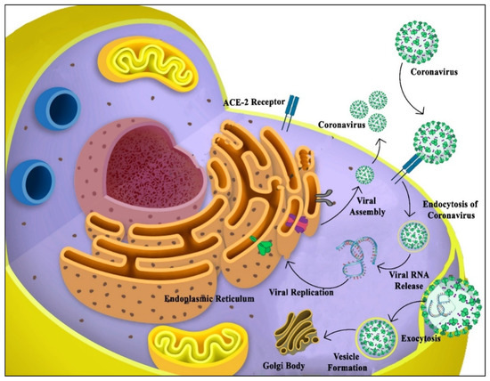 Immuno | An Open Access Journal from MDPI