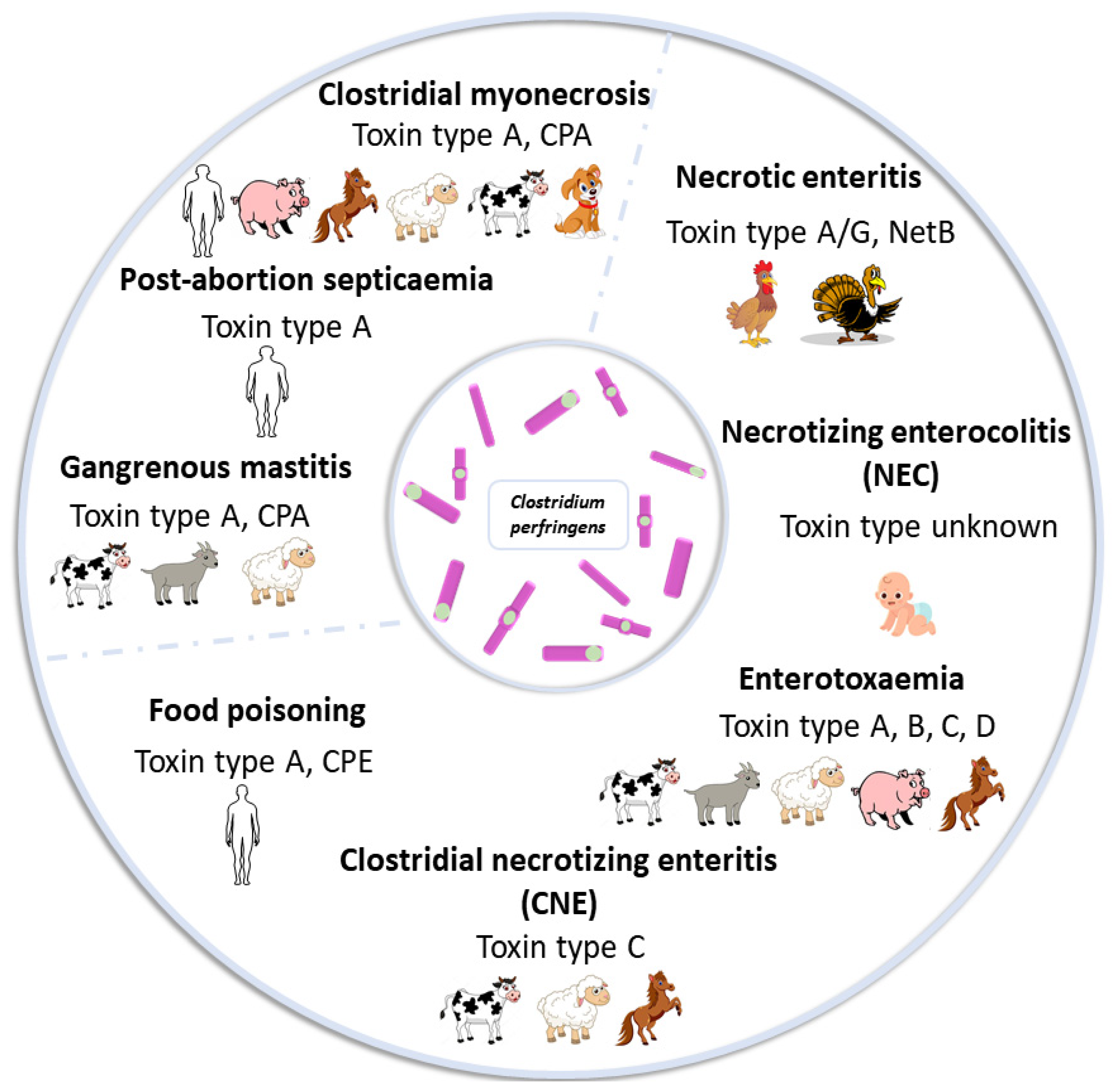 Immuno | Free Full-Text | Clostridium perfringens-Induced Necrotic  Diseases: An Overview